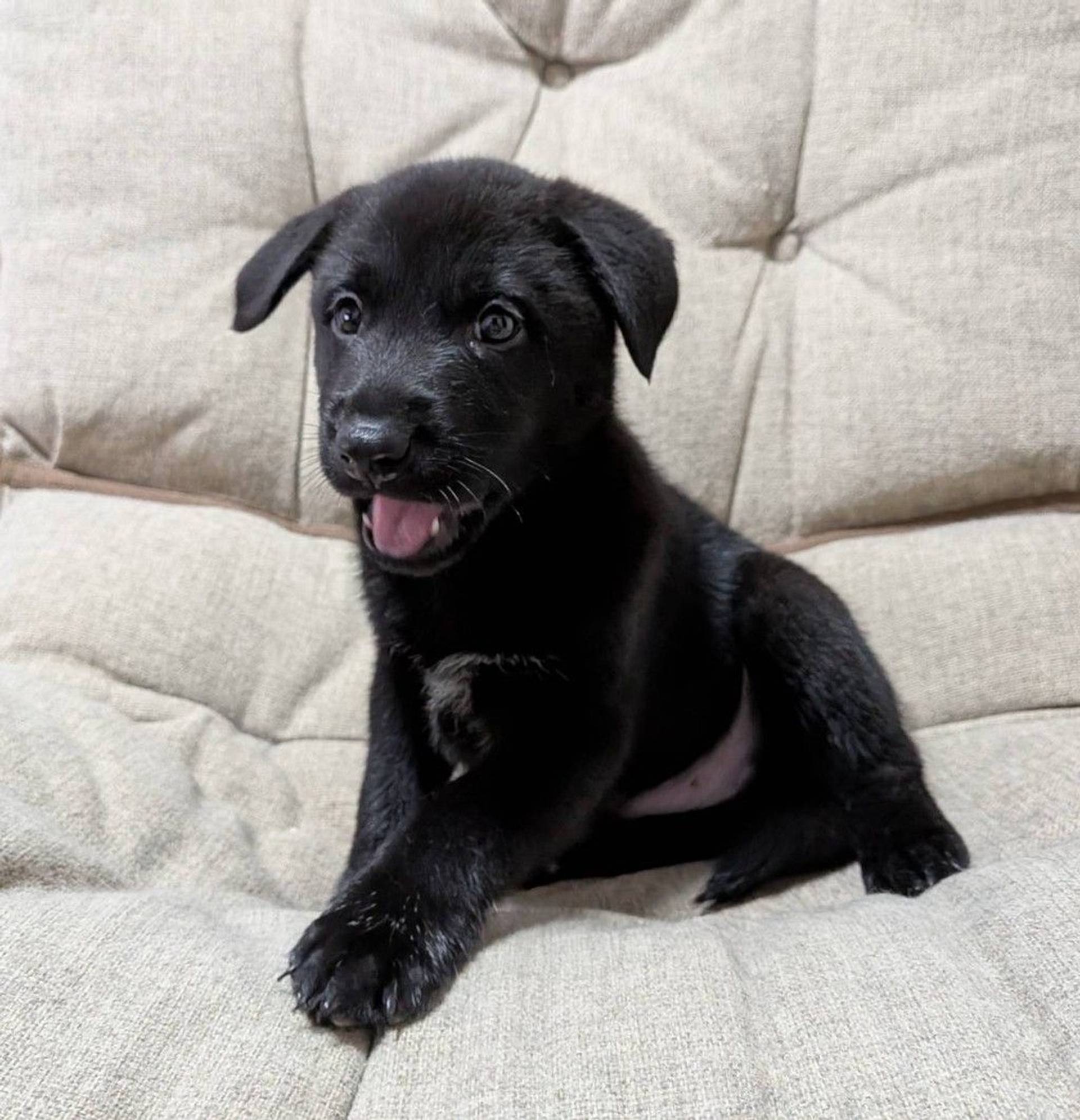 雑種（ミックス犬）・オスの里親募集の写真