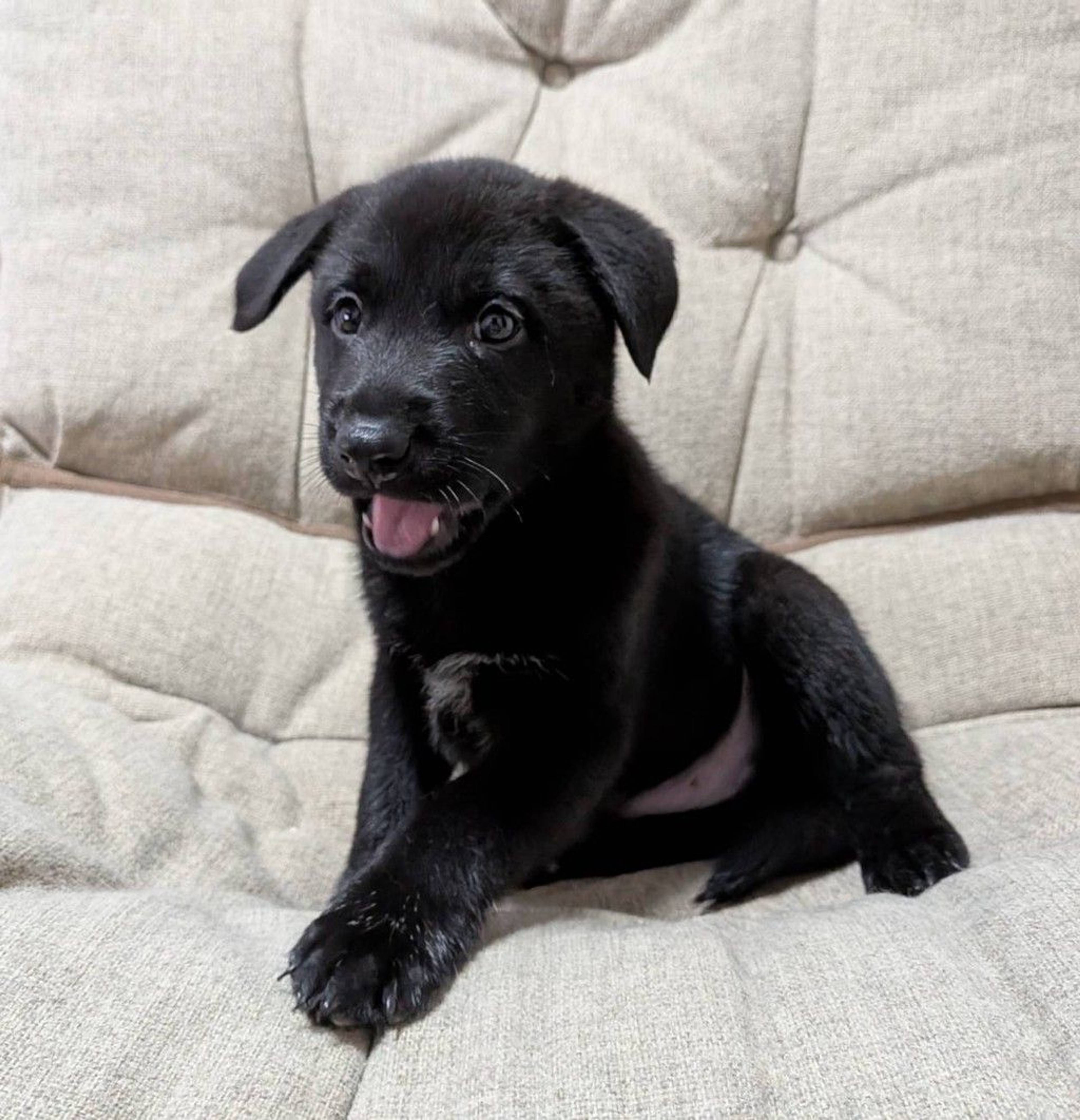 雑種（ミックス犬）・オスの里親募集の写真