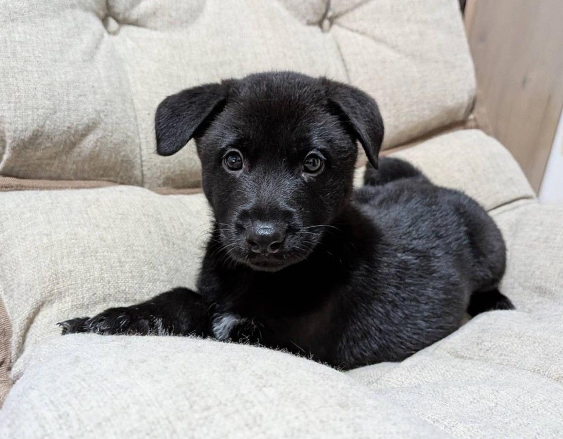 pet-image-5