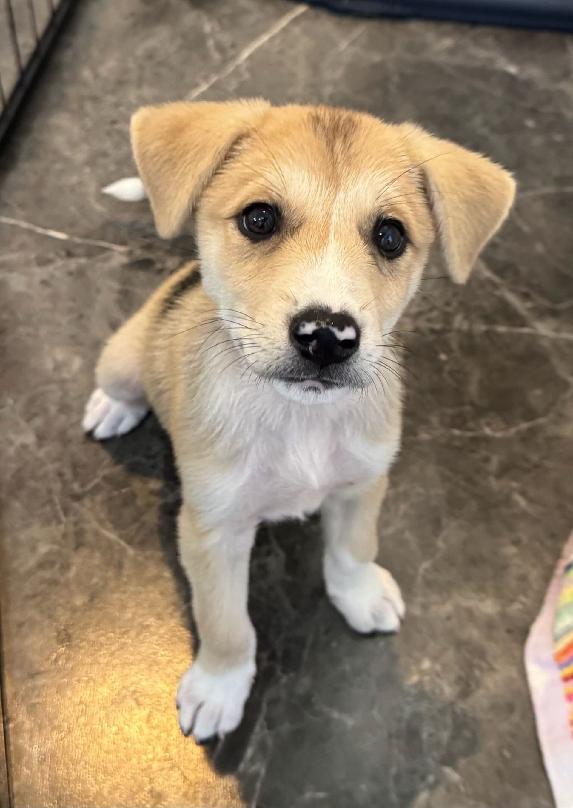 雑種（ミックス犬）・オスの里親募集の写真