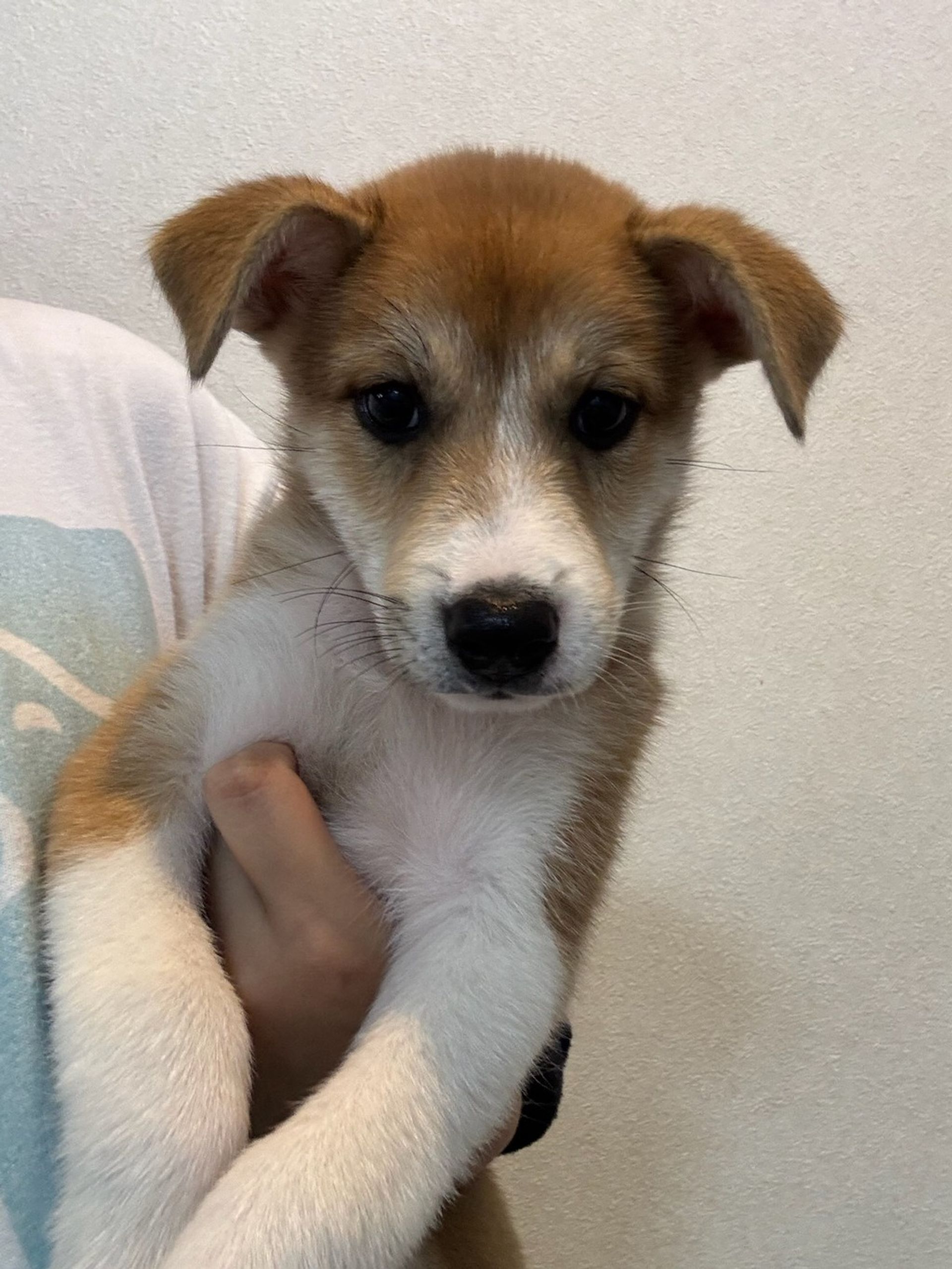 雑種（ミックス犬）・メスの里親募集の写真