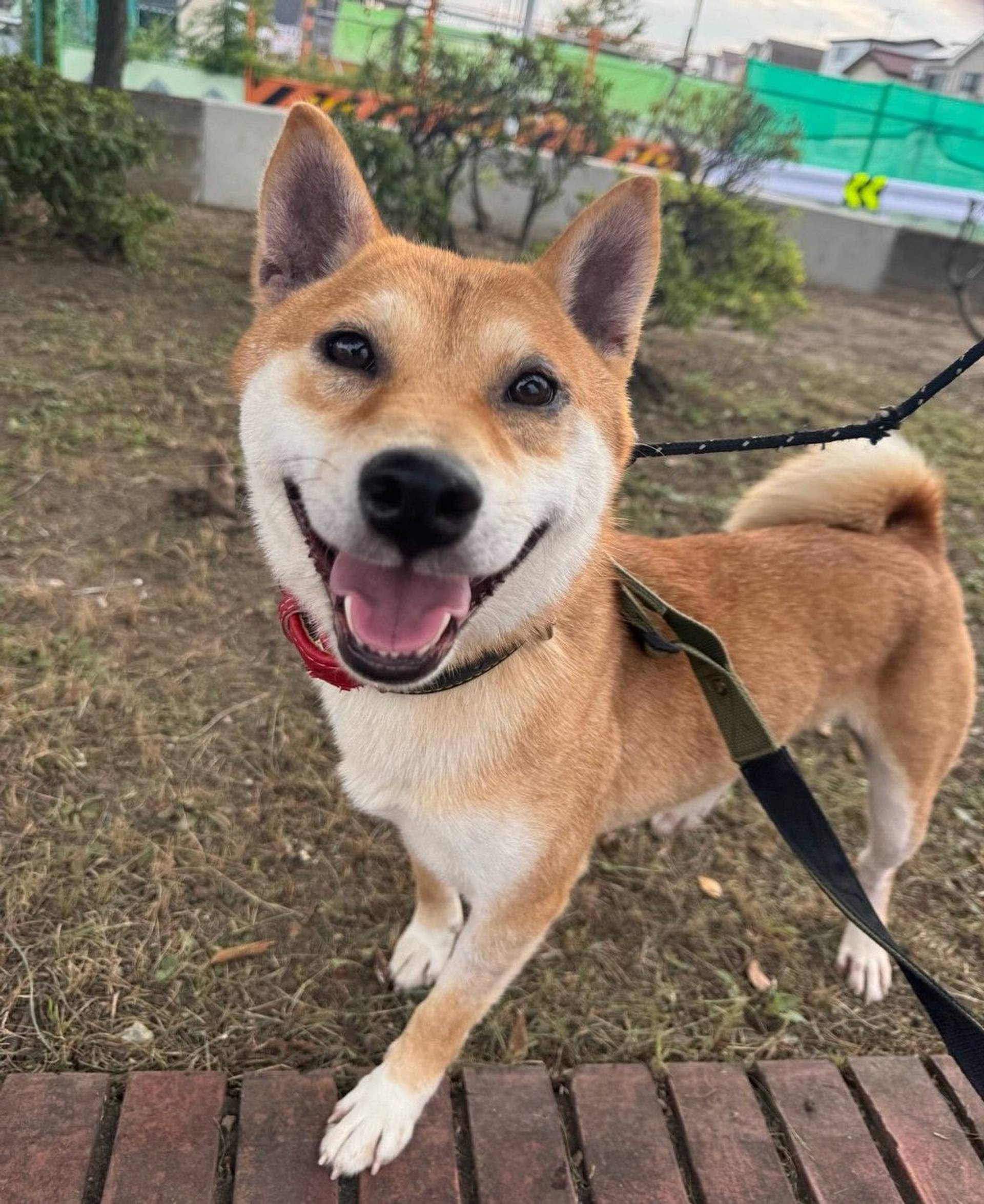柴犬・メスの里親募集の写真