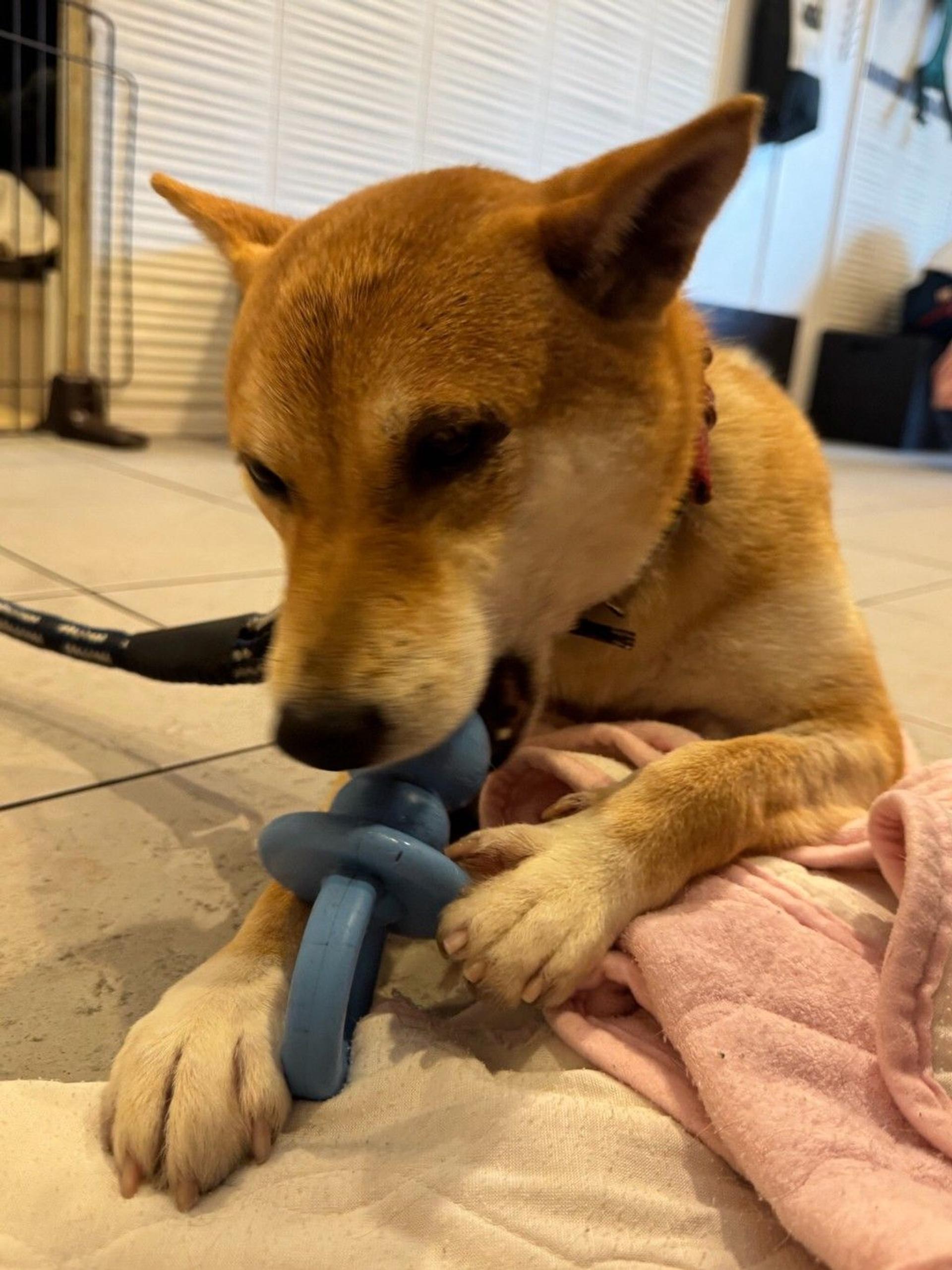 pet-image-2