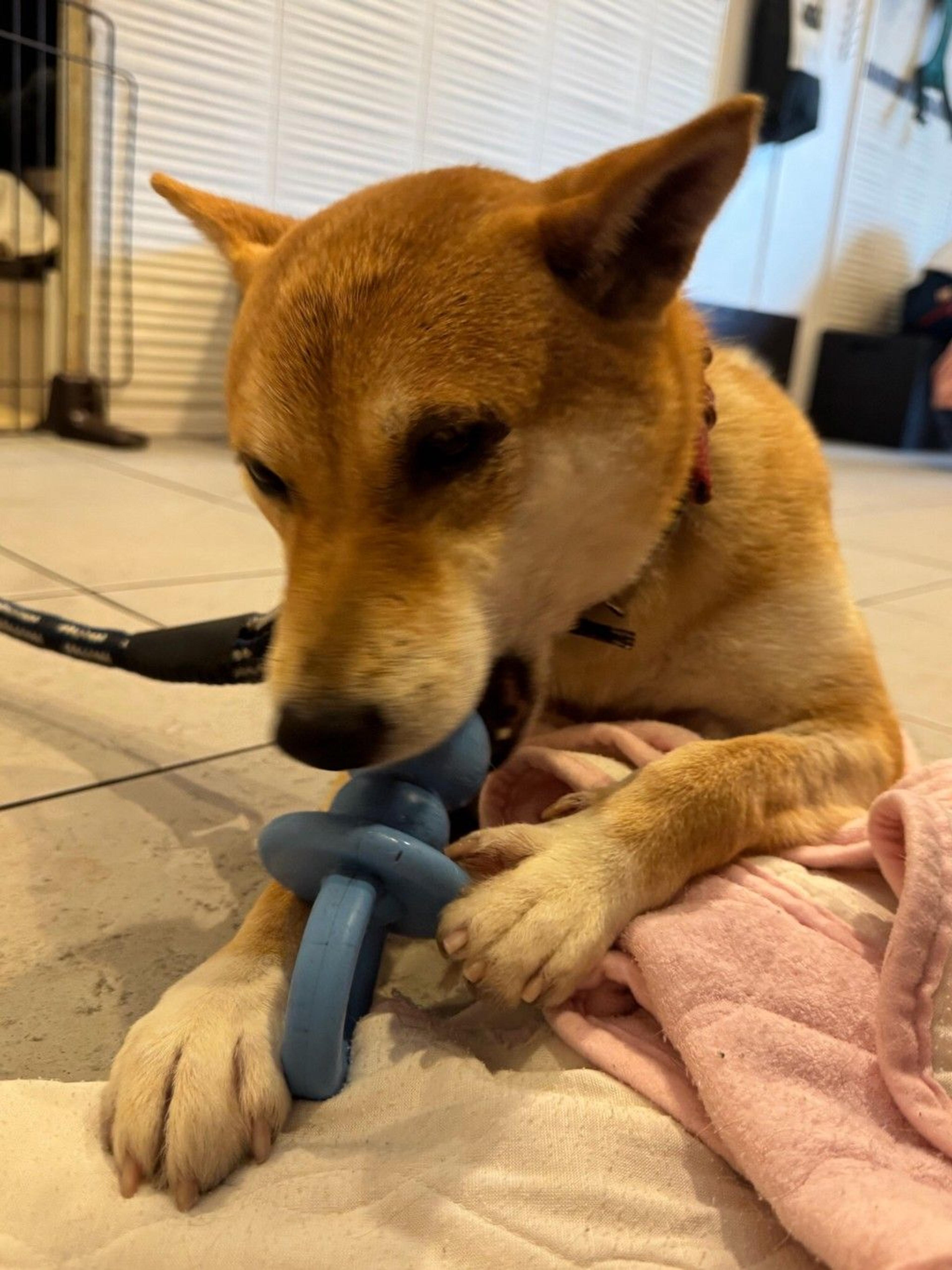 pet-image-2