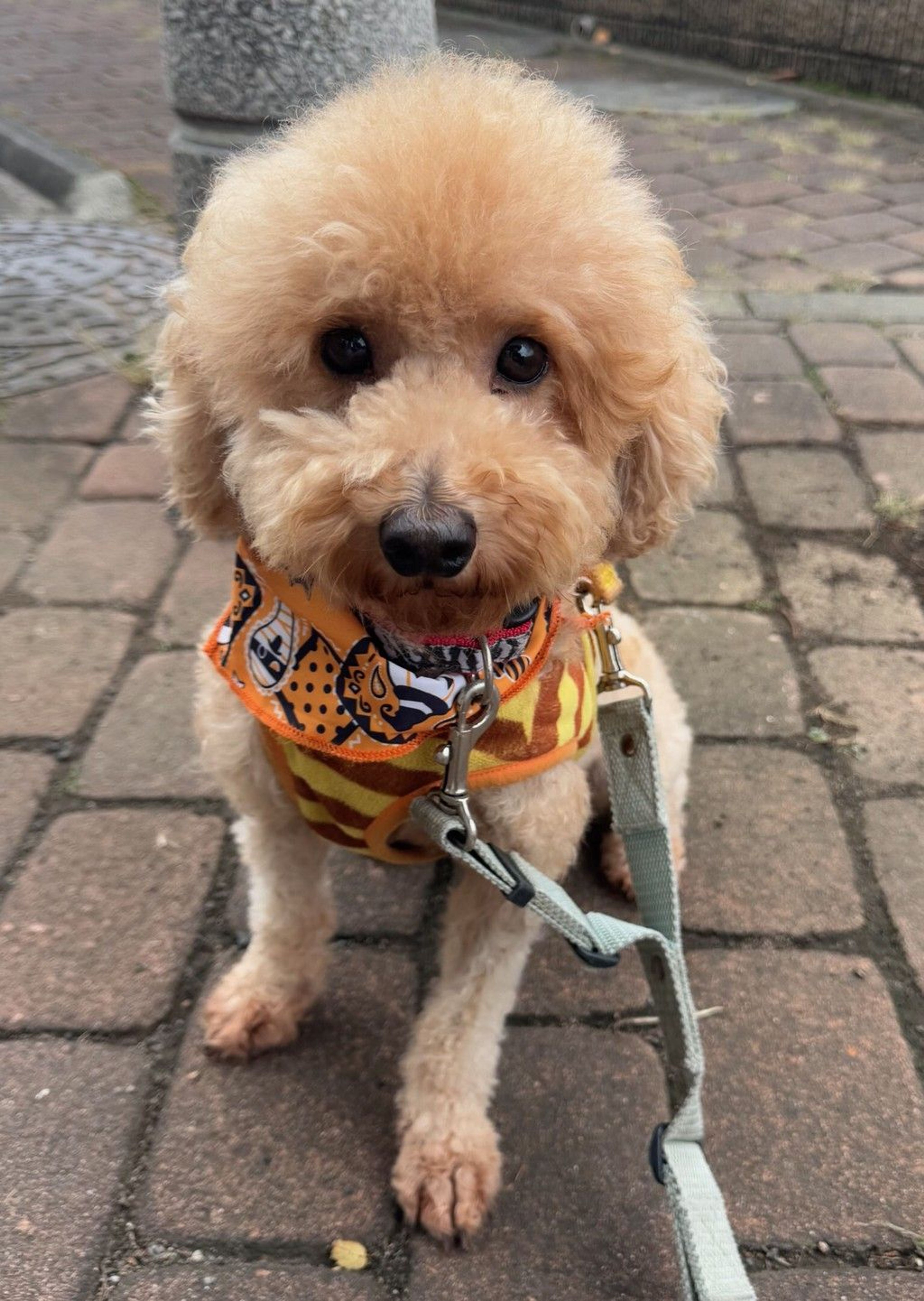 トイプードル・メスの里親募集の写真