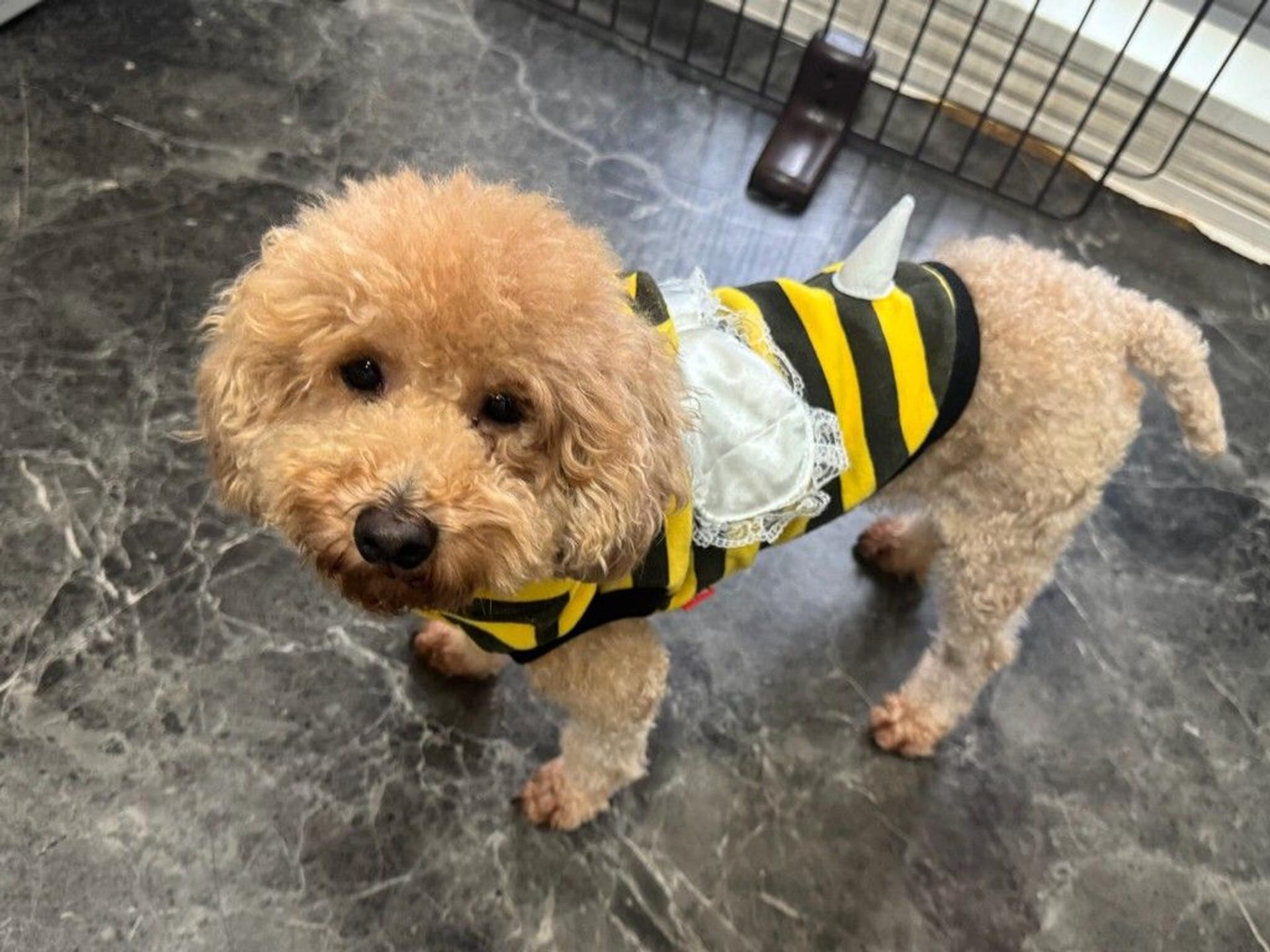 pet-image-2