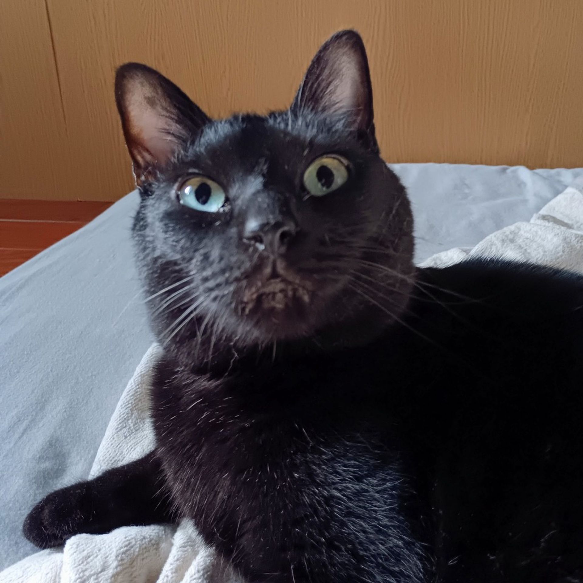 雑種（ミックス猫）・オスの里親募集の写真
