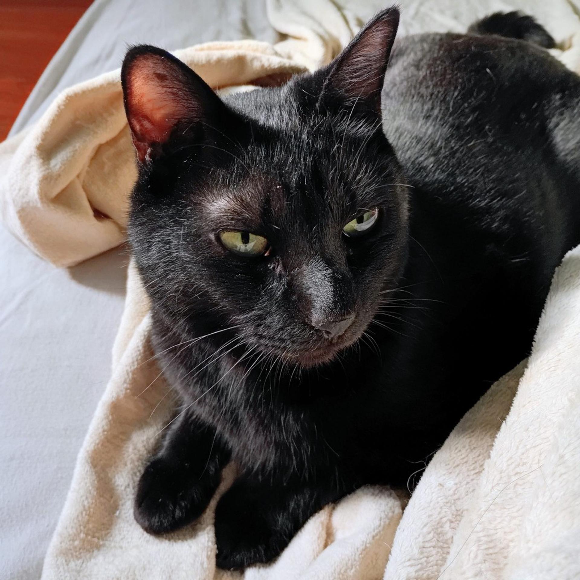 pet-image-3