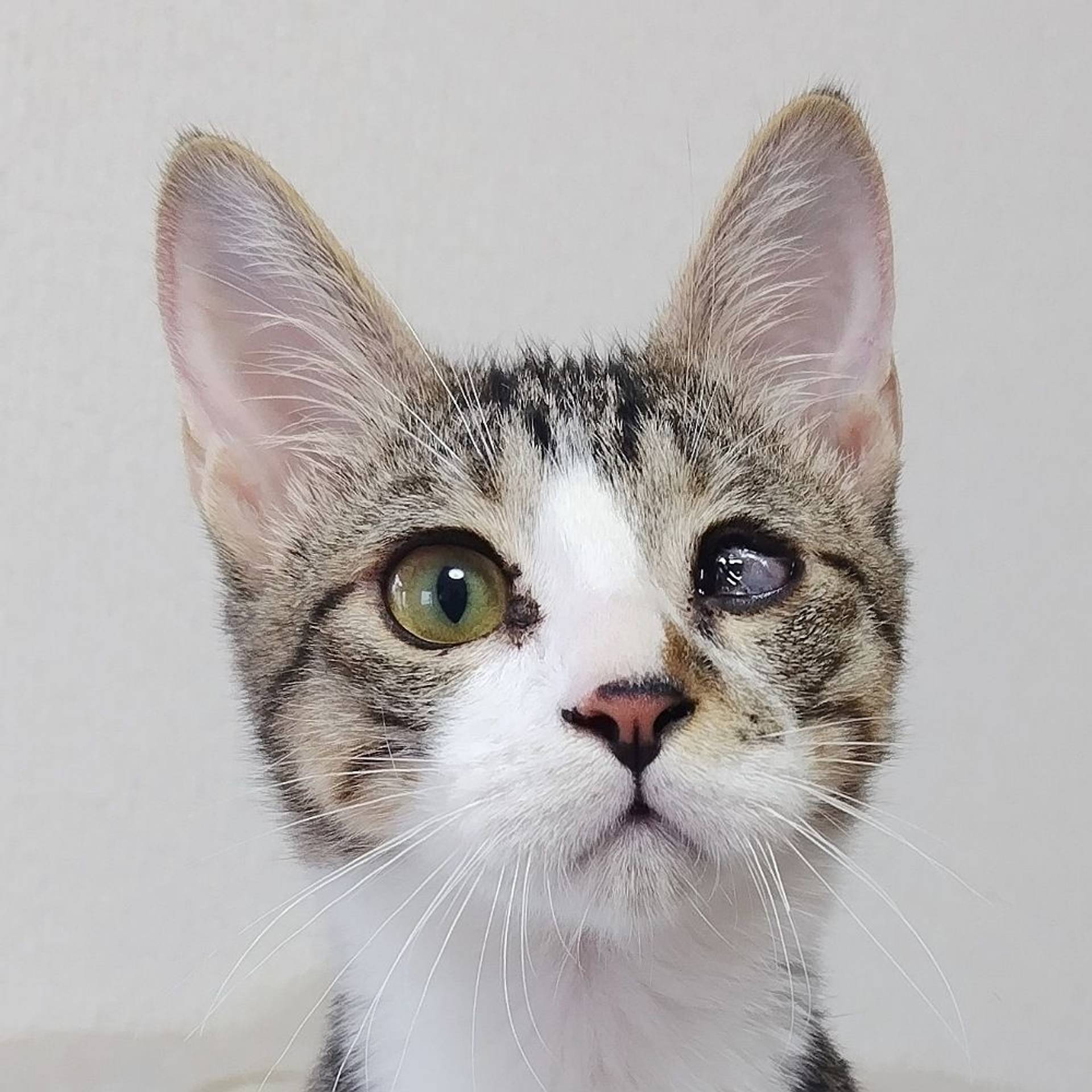 雑種（ミックス猫）・オスの里親募集の写真