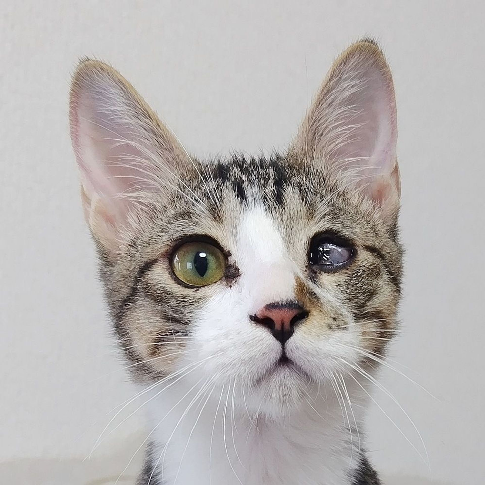 雑種（ミックス猫）・オスの里親募集の写真