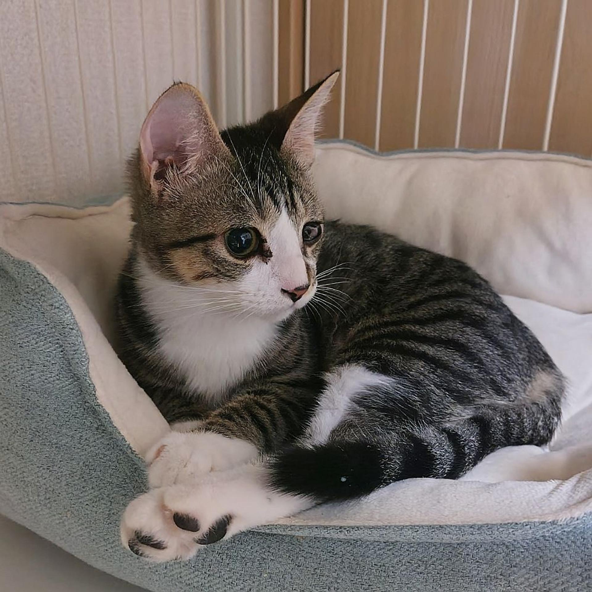 pet-image-4