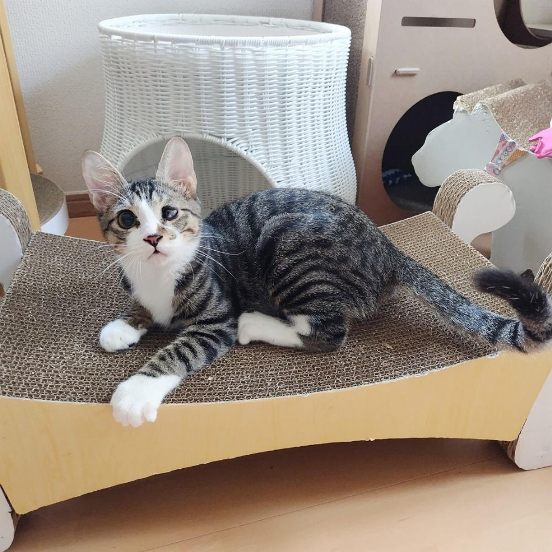 pet-image-8