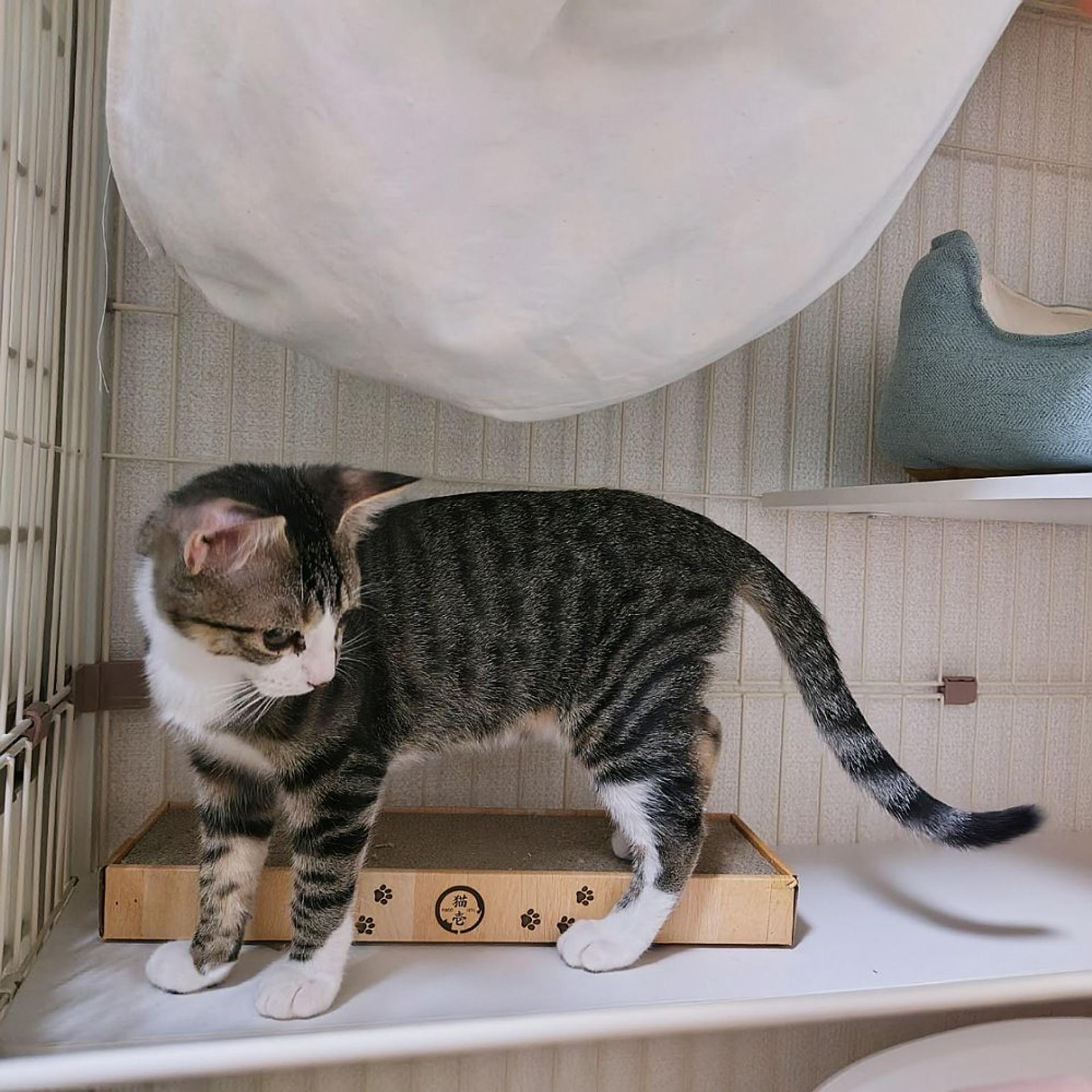 pet-image-6