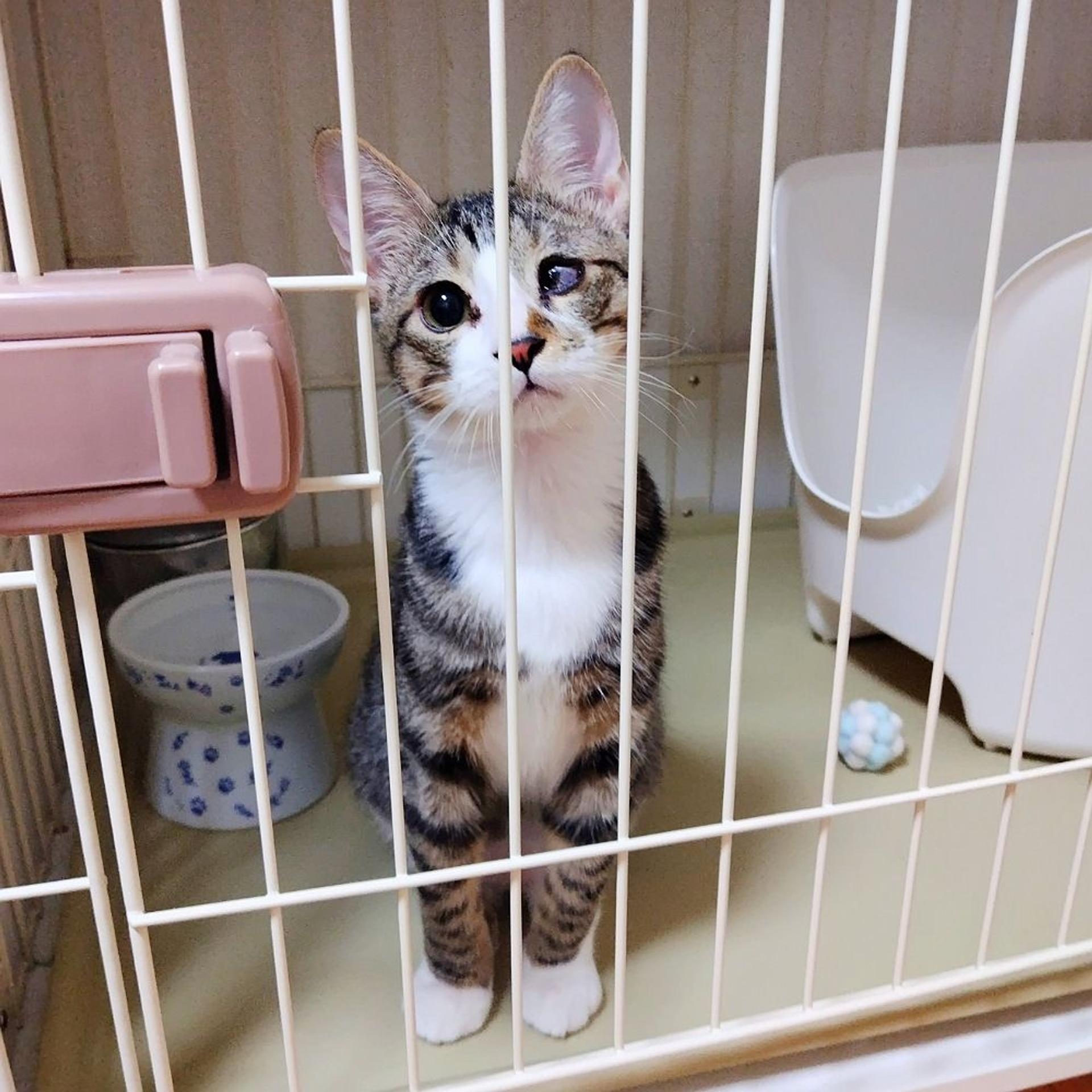 pet-image-5