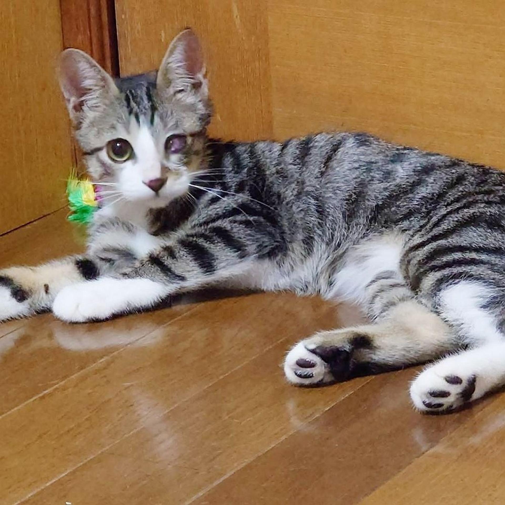 pet-image-3