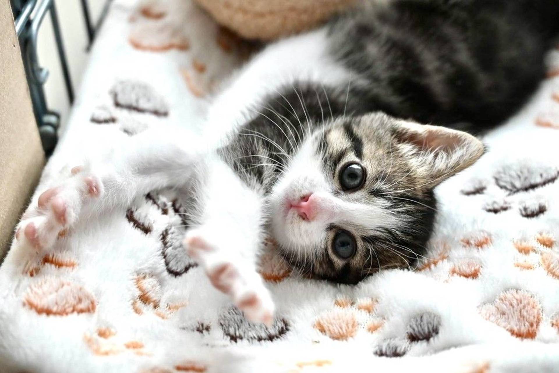 雑種（ミックス猫）・メスの里親募集の写真