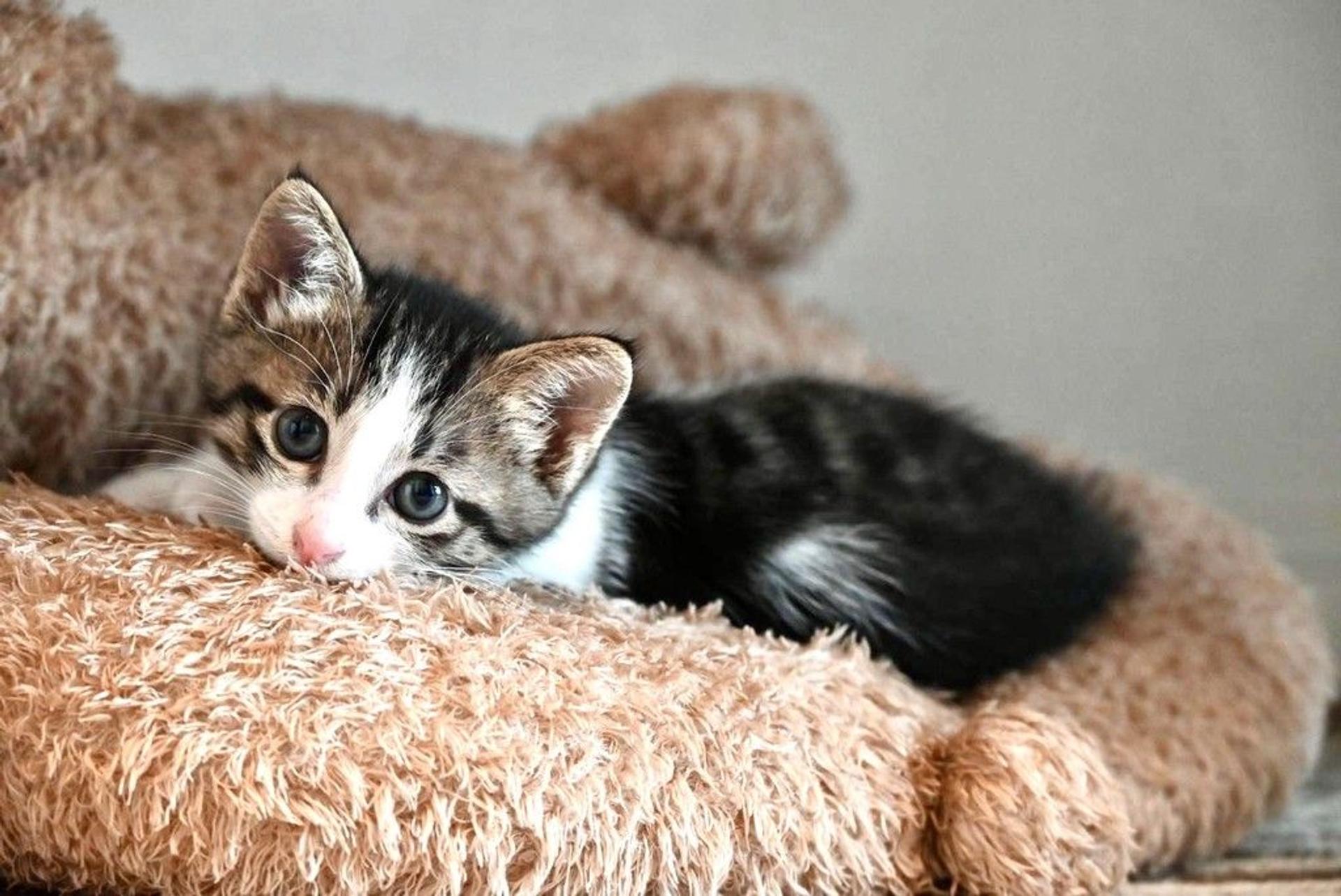 pet-image-3