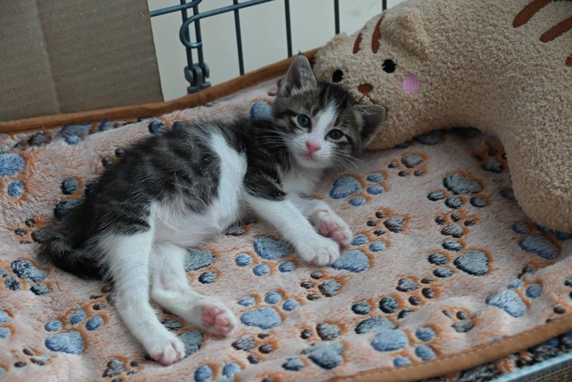 pet-image-6