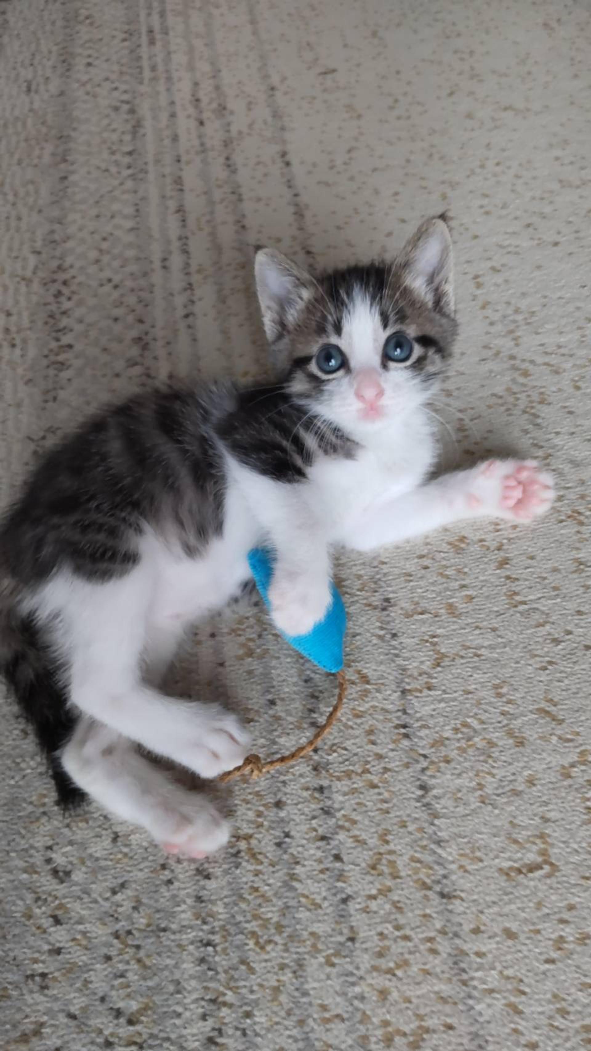 pet-image-5