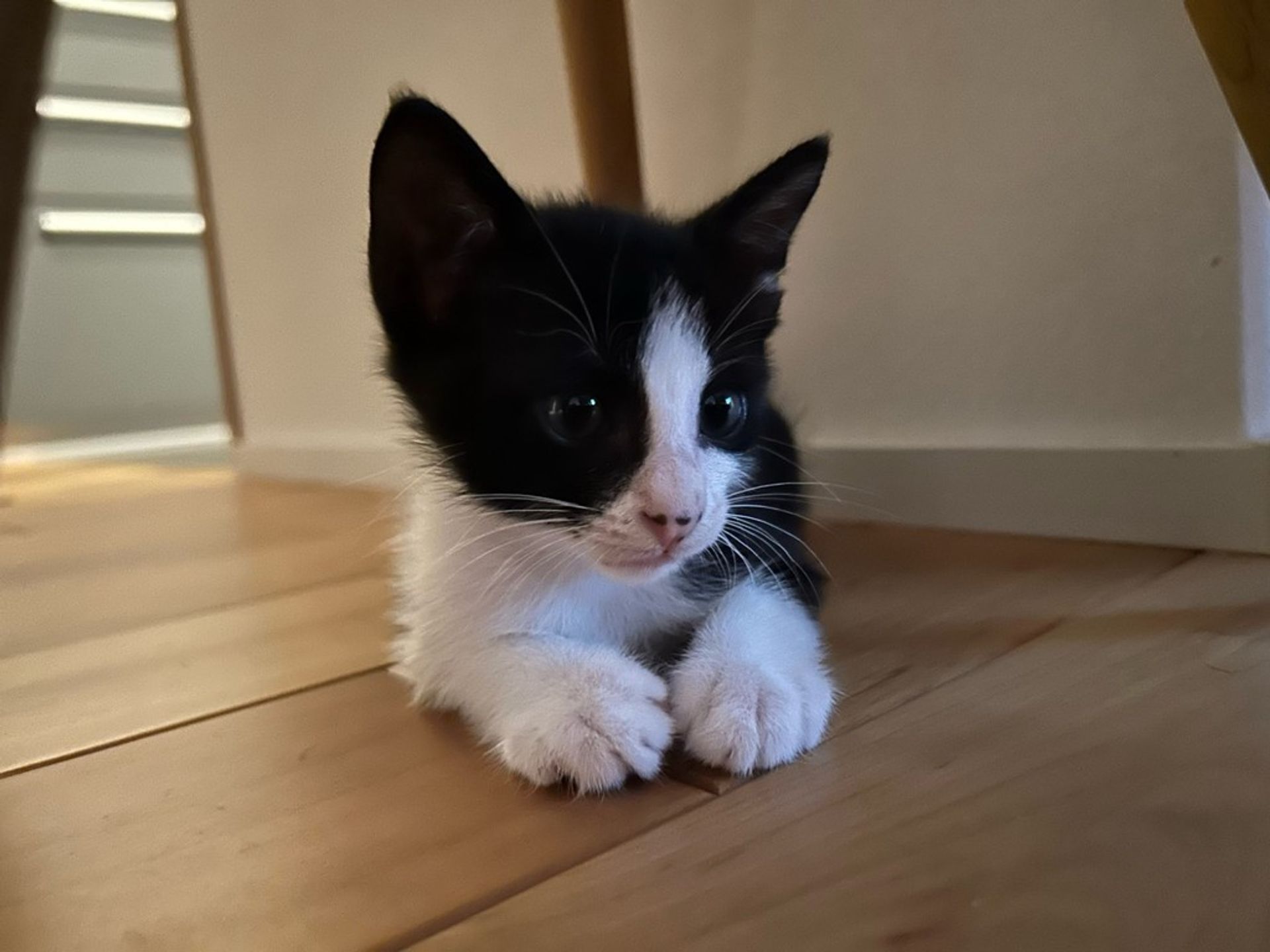 雑種（ミックス猫）・オスの里親募集の写真