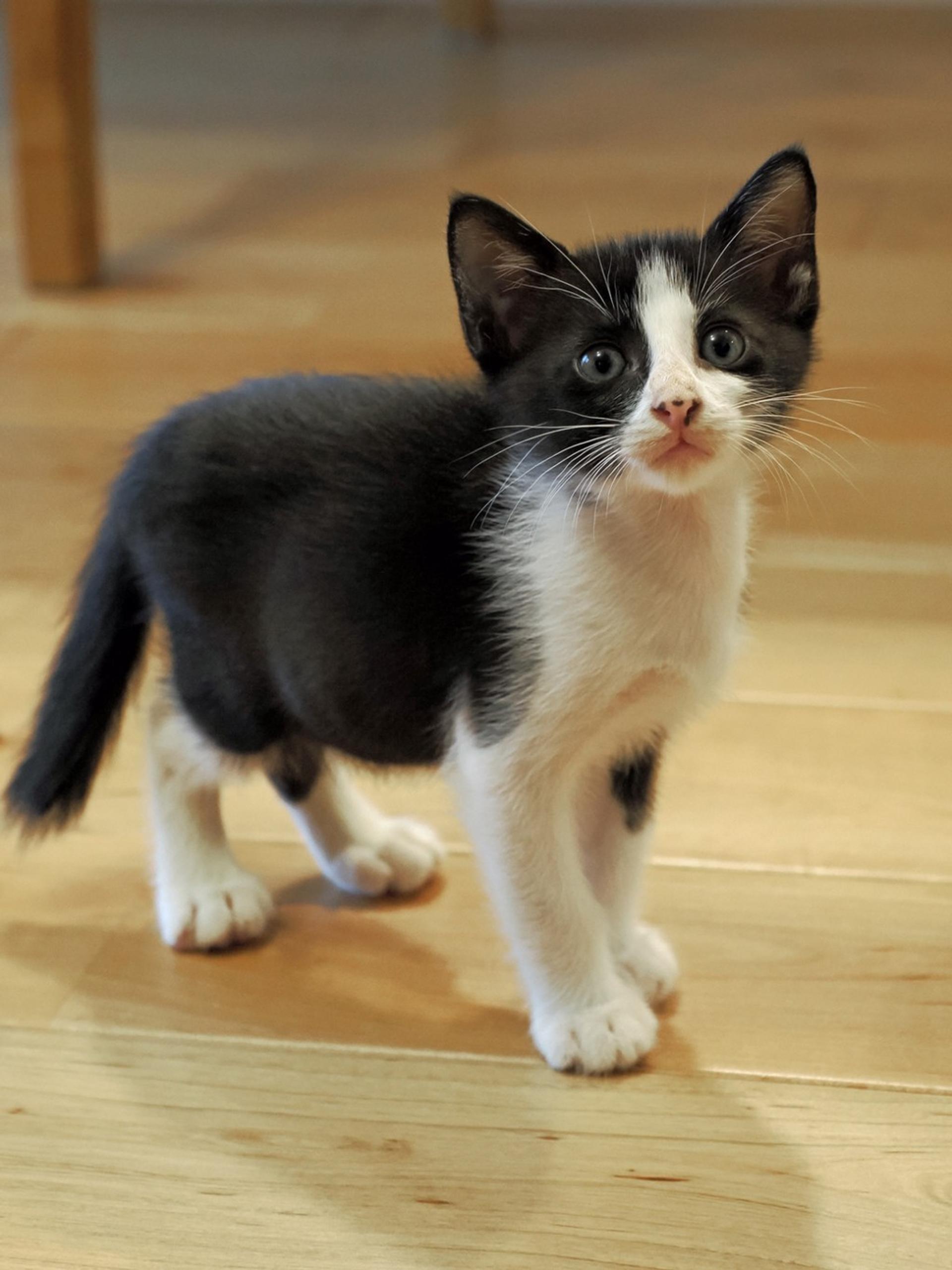 pet-image-3