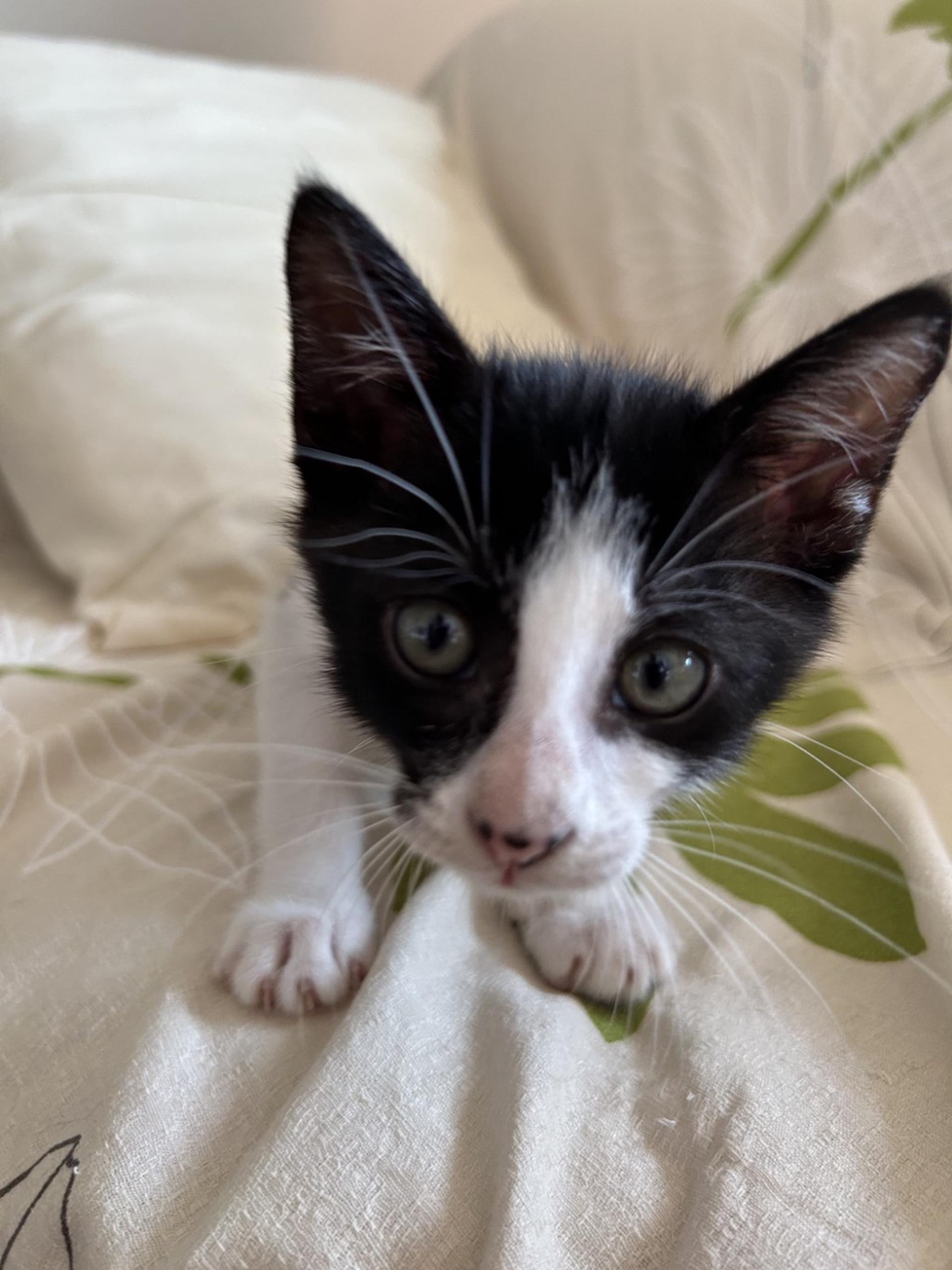 pet-image-4