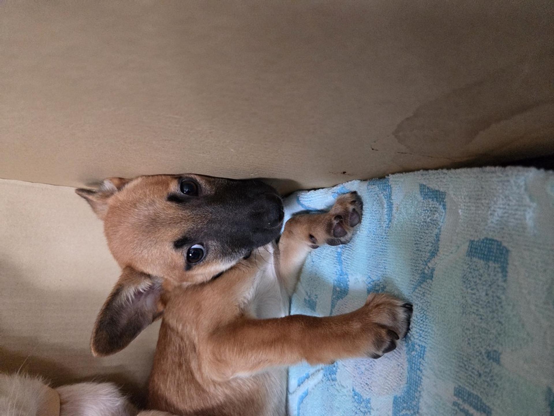 pet-image-2