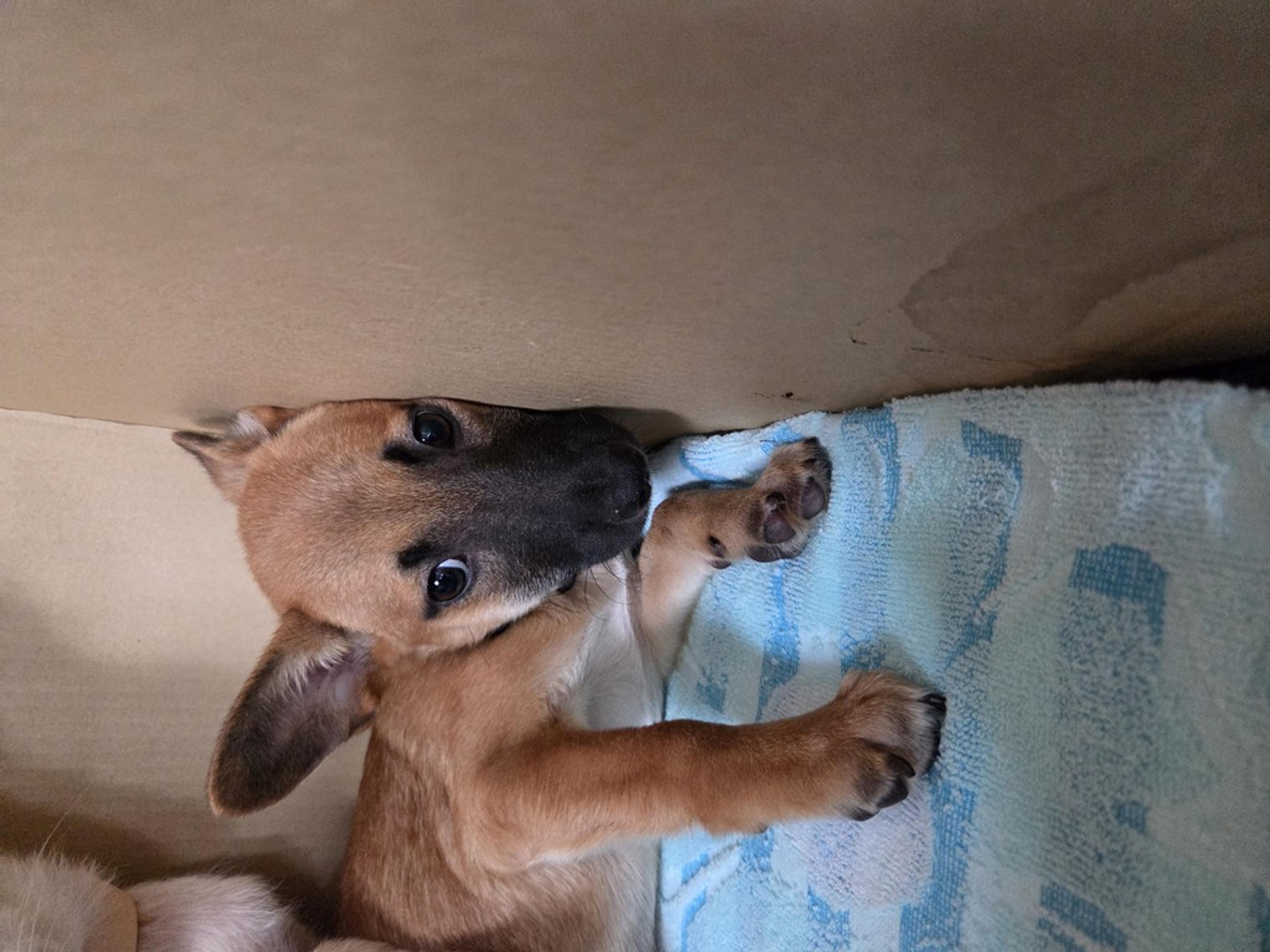 pet-image-2