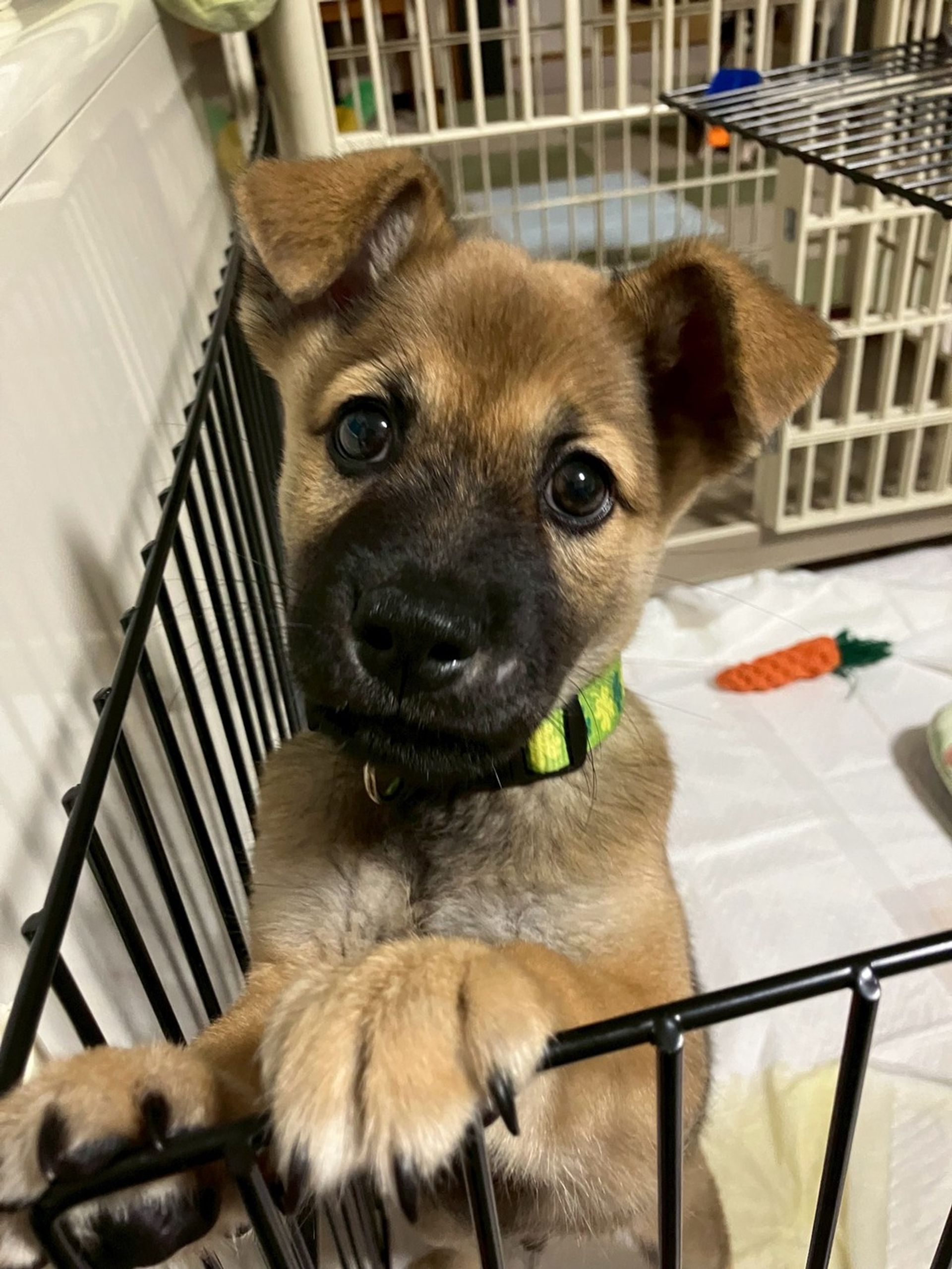 雑種（ミックス犬）・オスの里親募集の写真