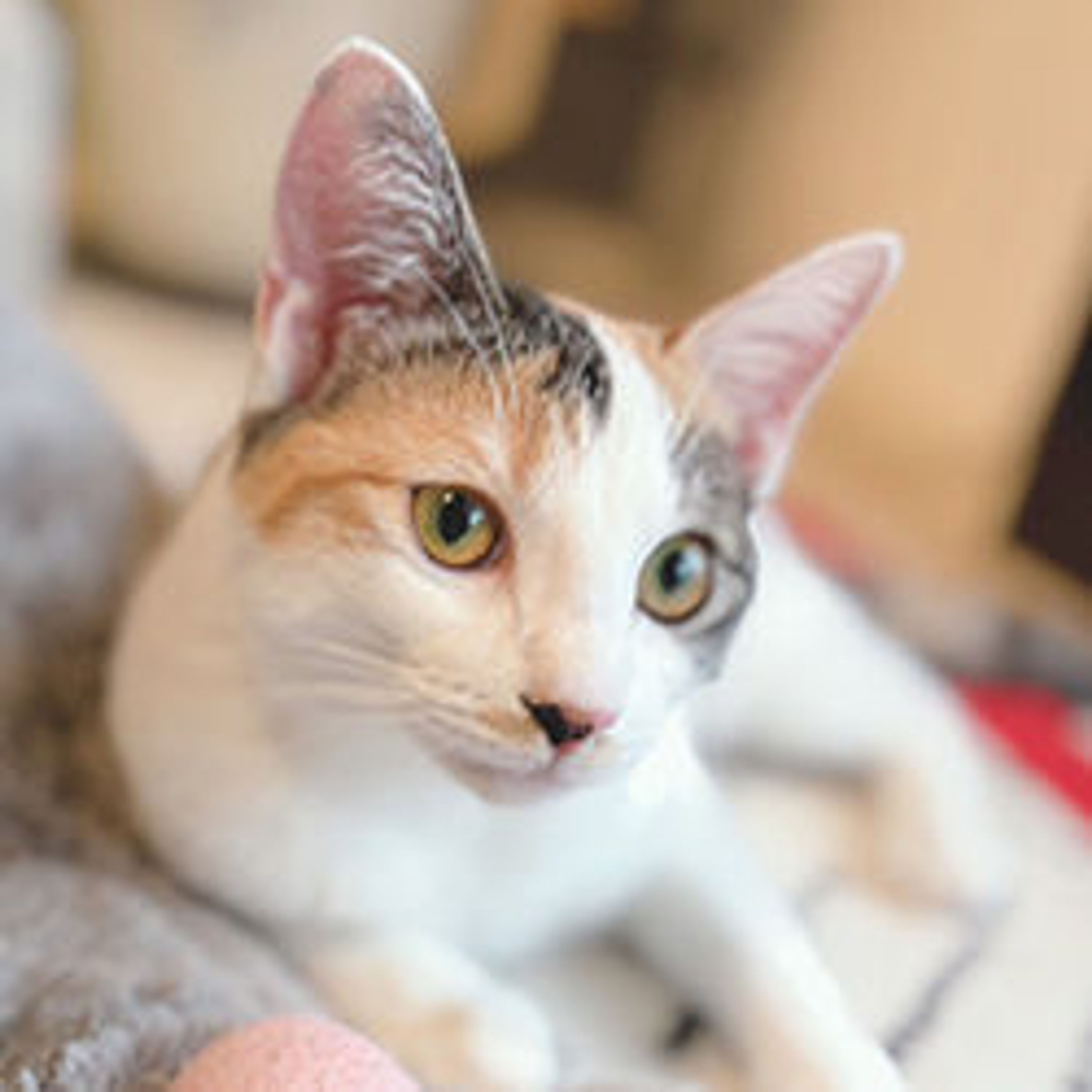 雑種（ミックス猫）・メスの里親募集の写真