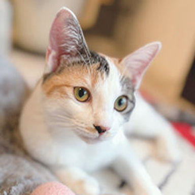 雑種（ミックス猫）・メスの里親募集の写真