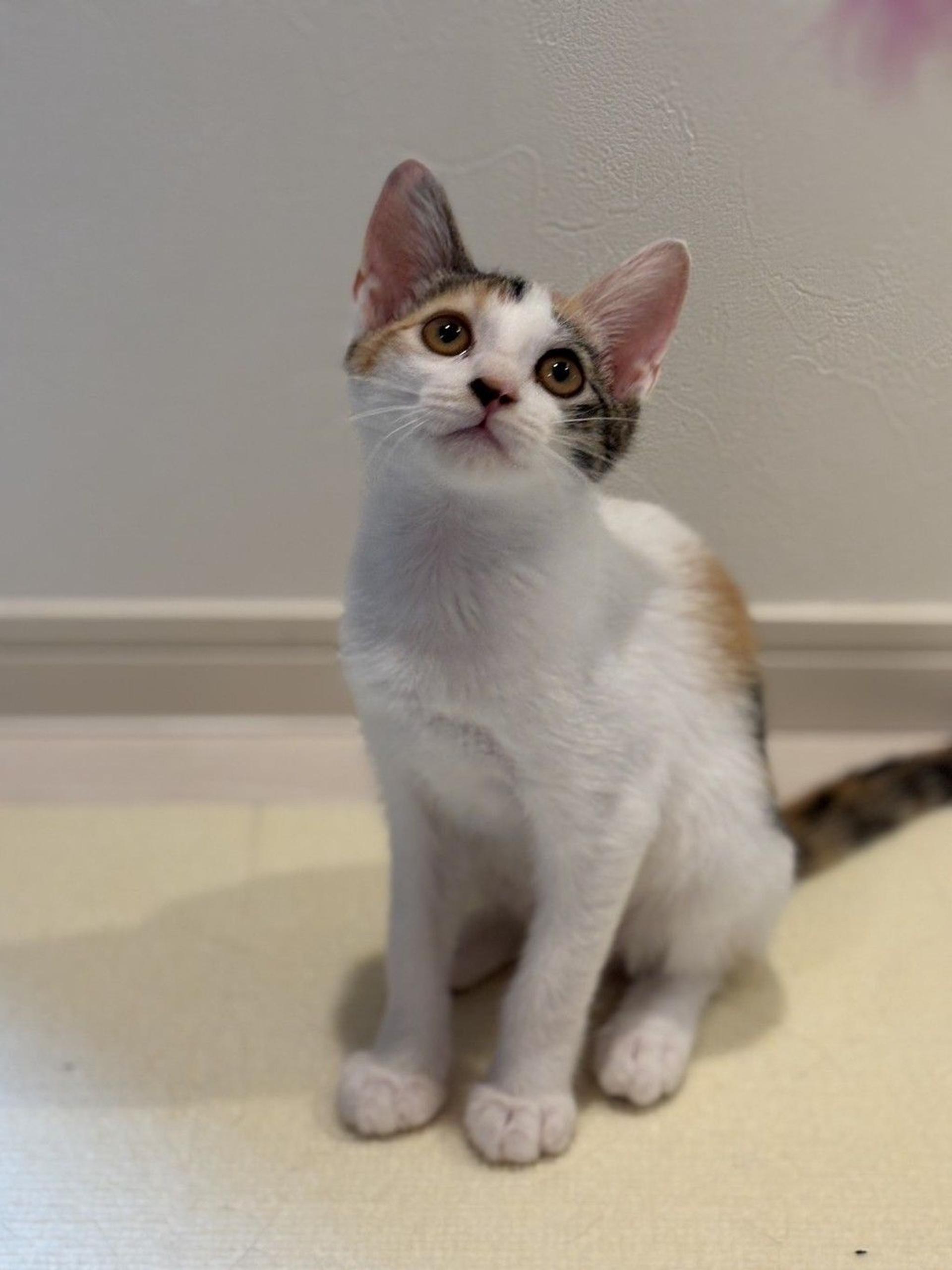 pet-image-3
