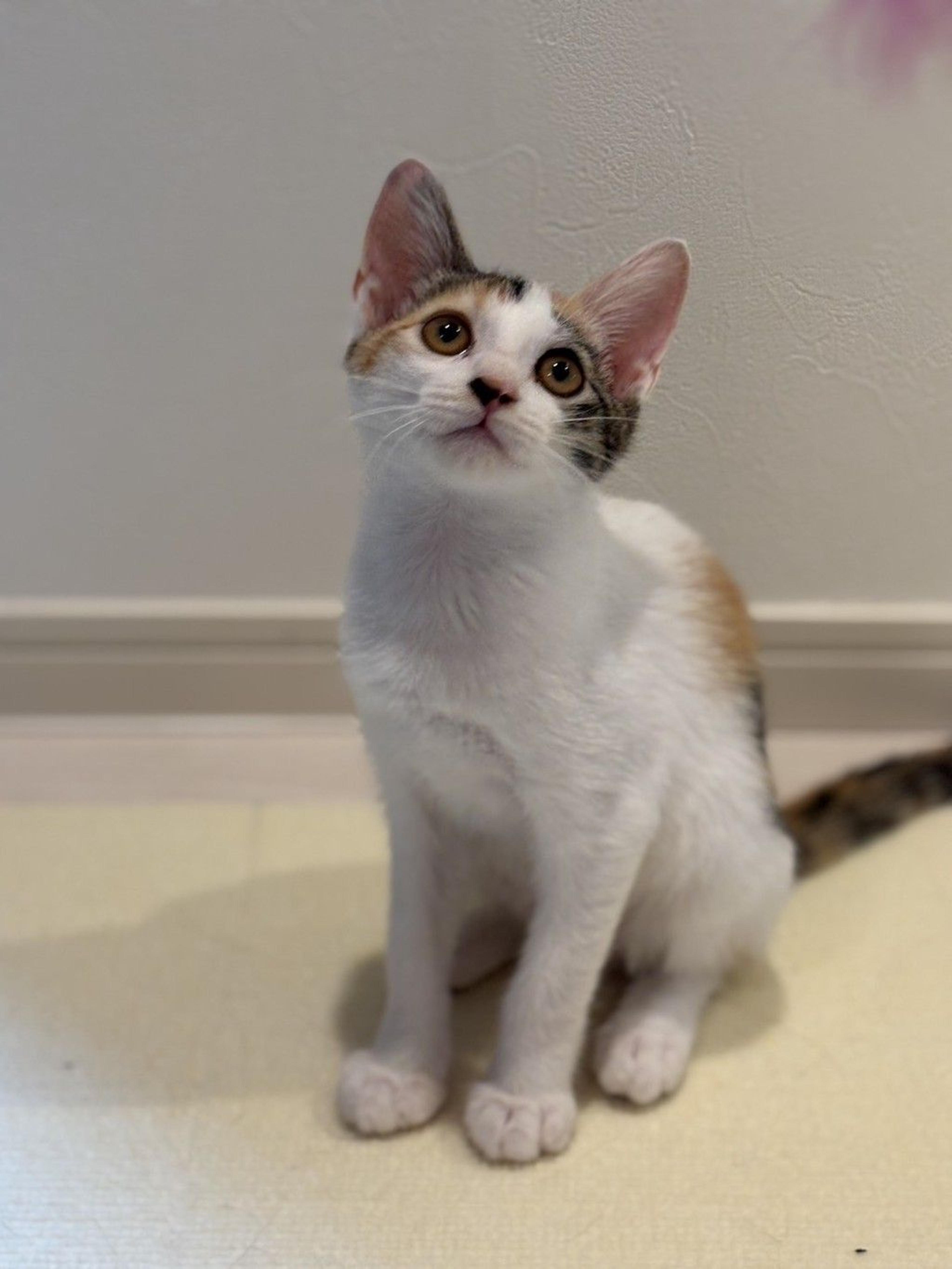 pet-image-3
