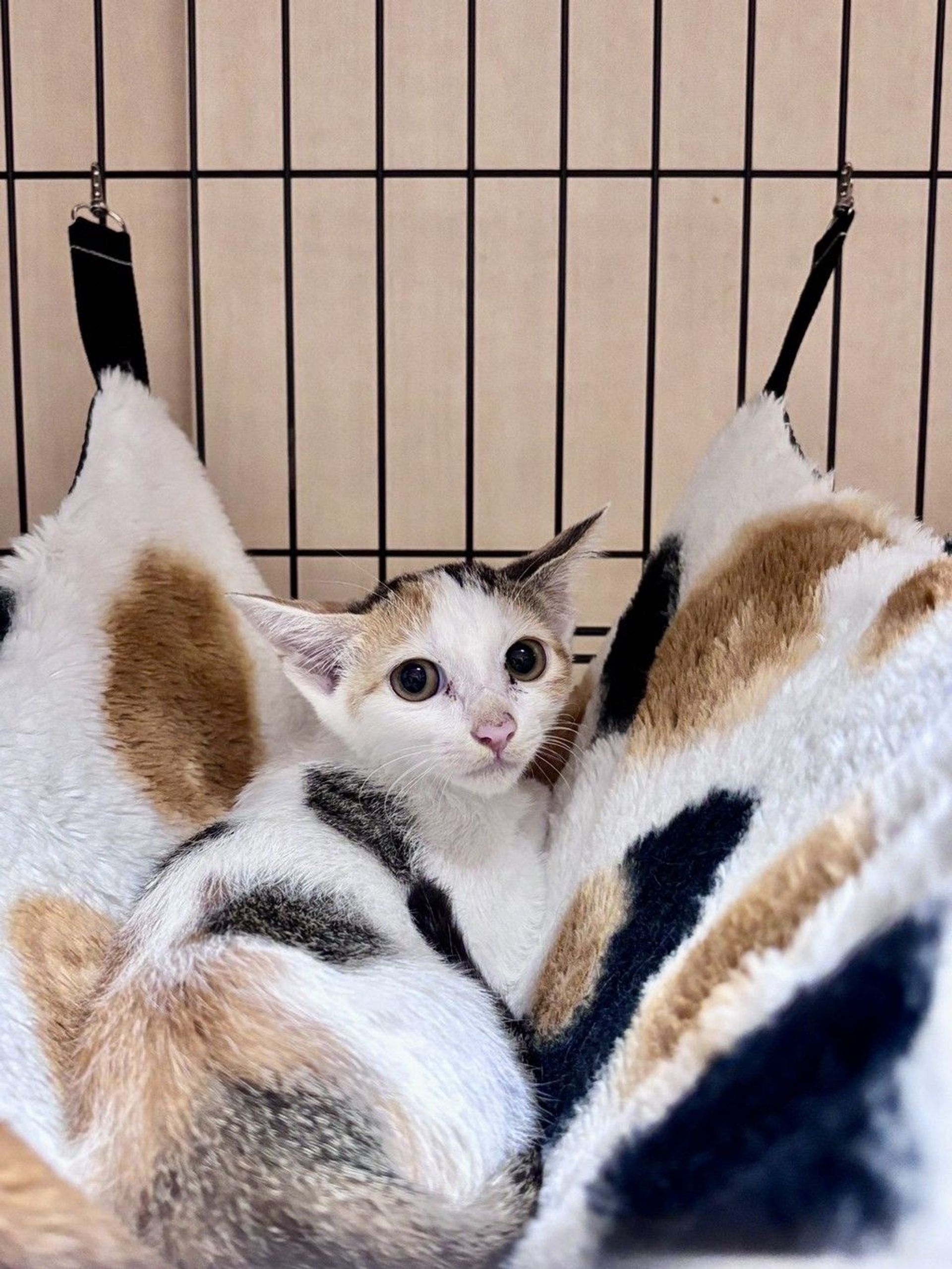 雑種（ミックス猫）・メスの里親募集の写真