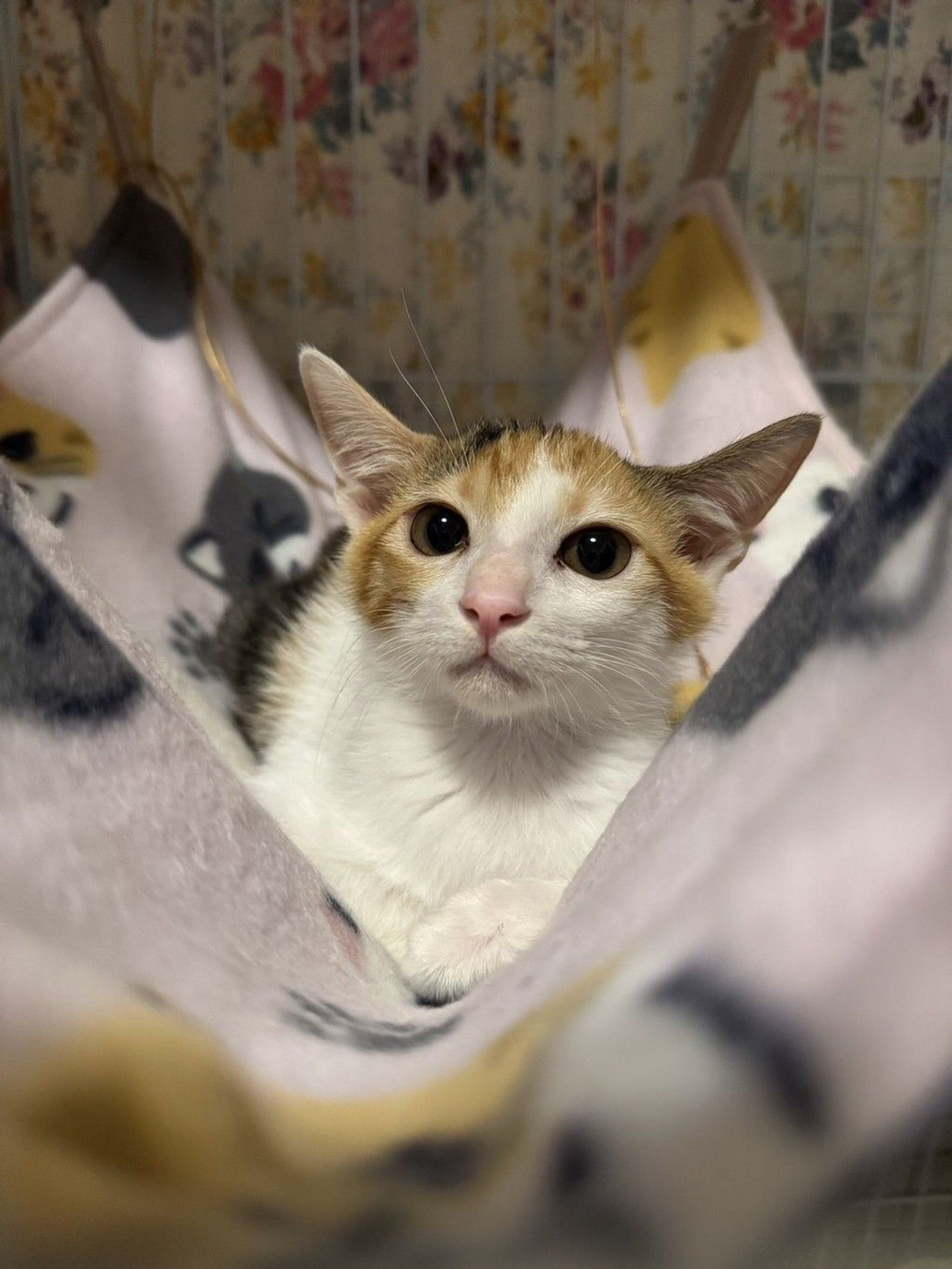 雑種（ミックス猫）・メスの里親募集の写真