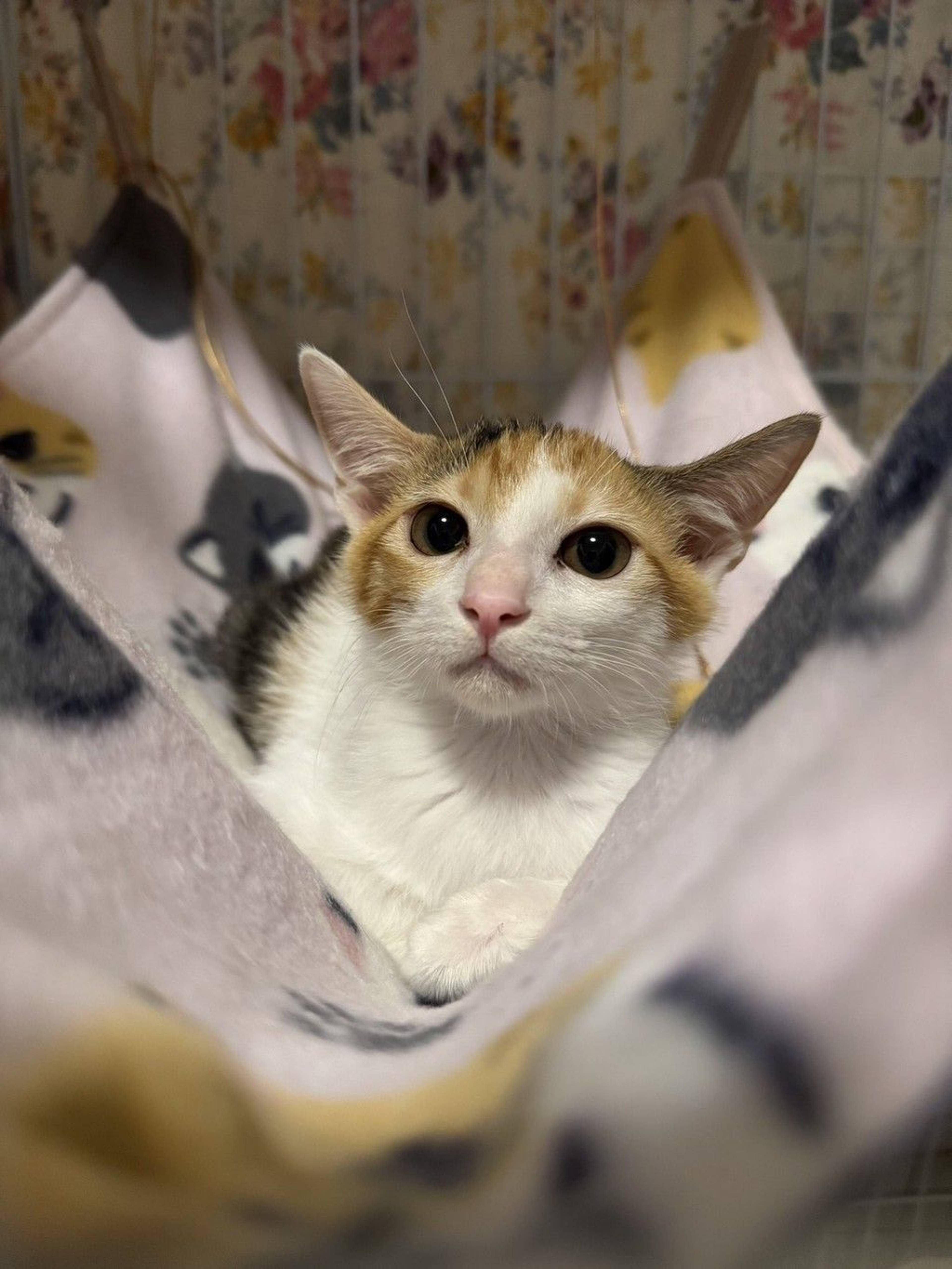 雑種（ミックス猫）・メスの里親募集の写真