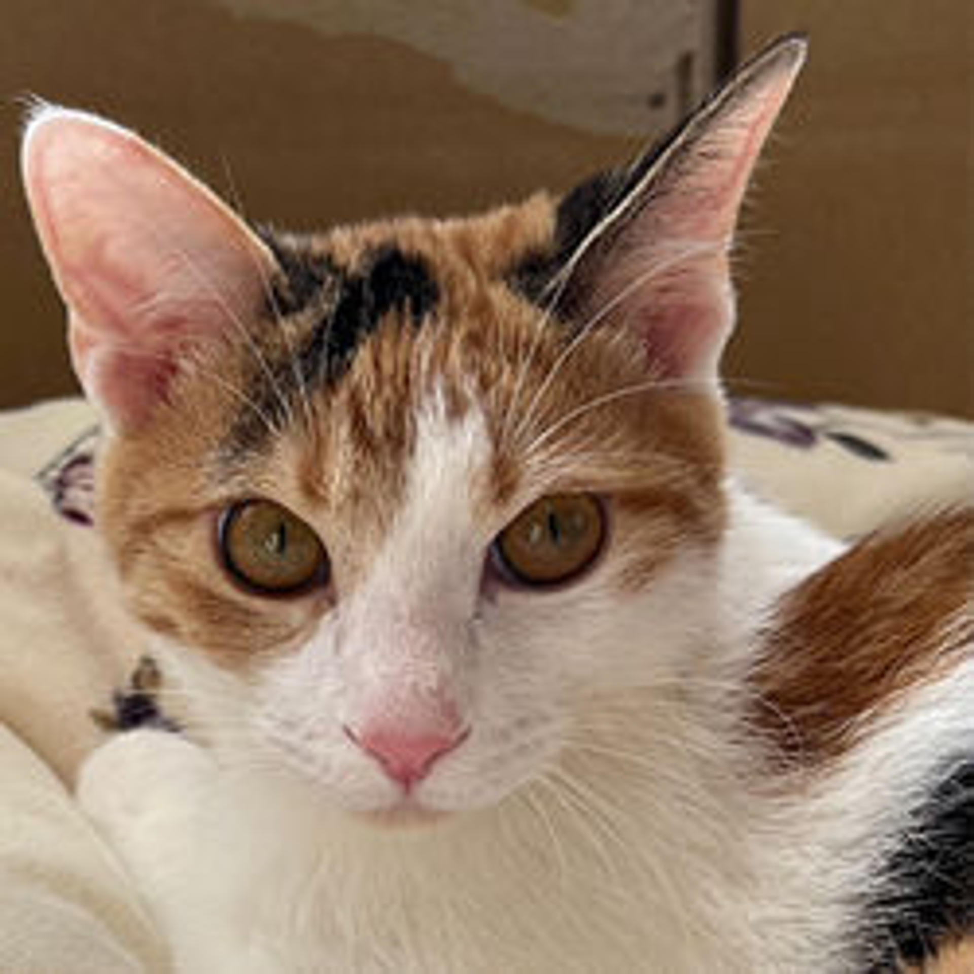 pet-image-3