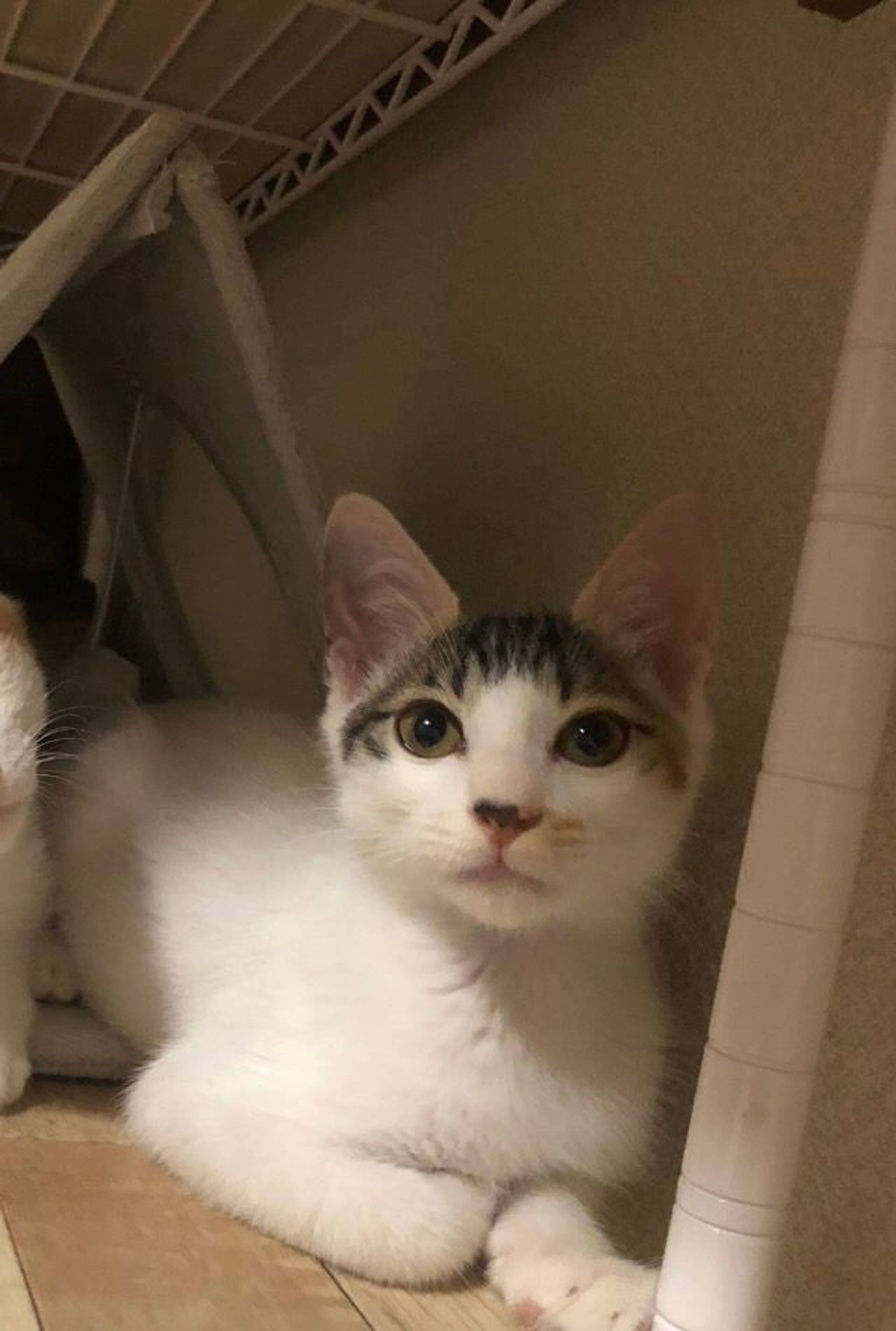 雑種（ミックス猫）・メスの里親募集の写真
