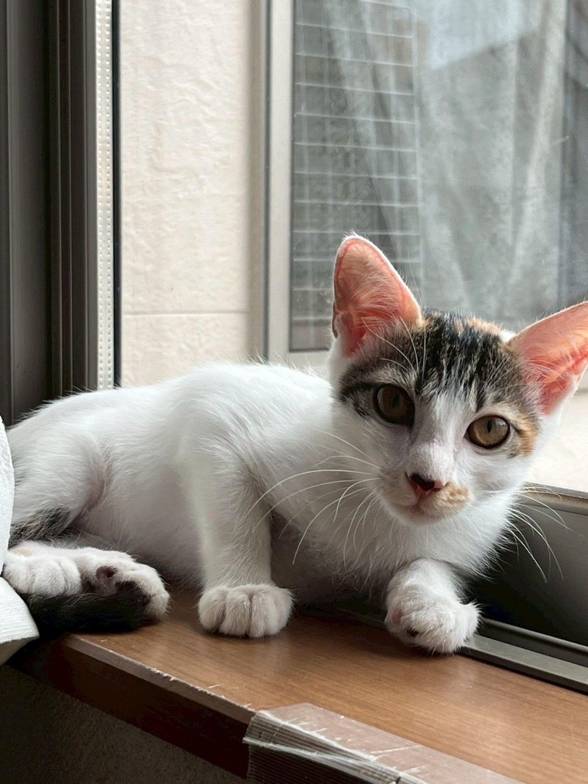pet-image-3