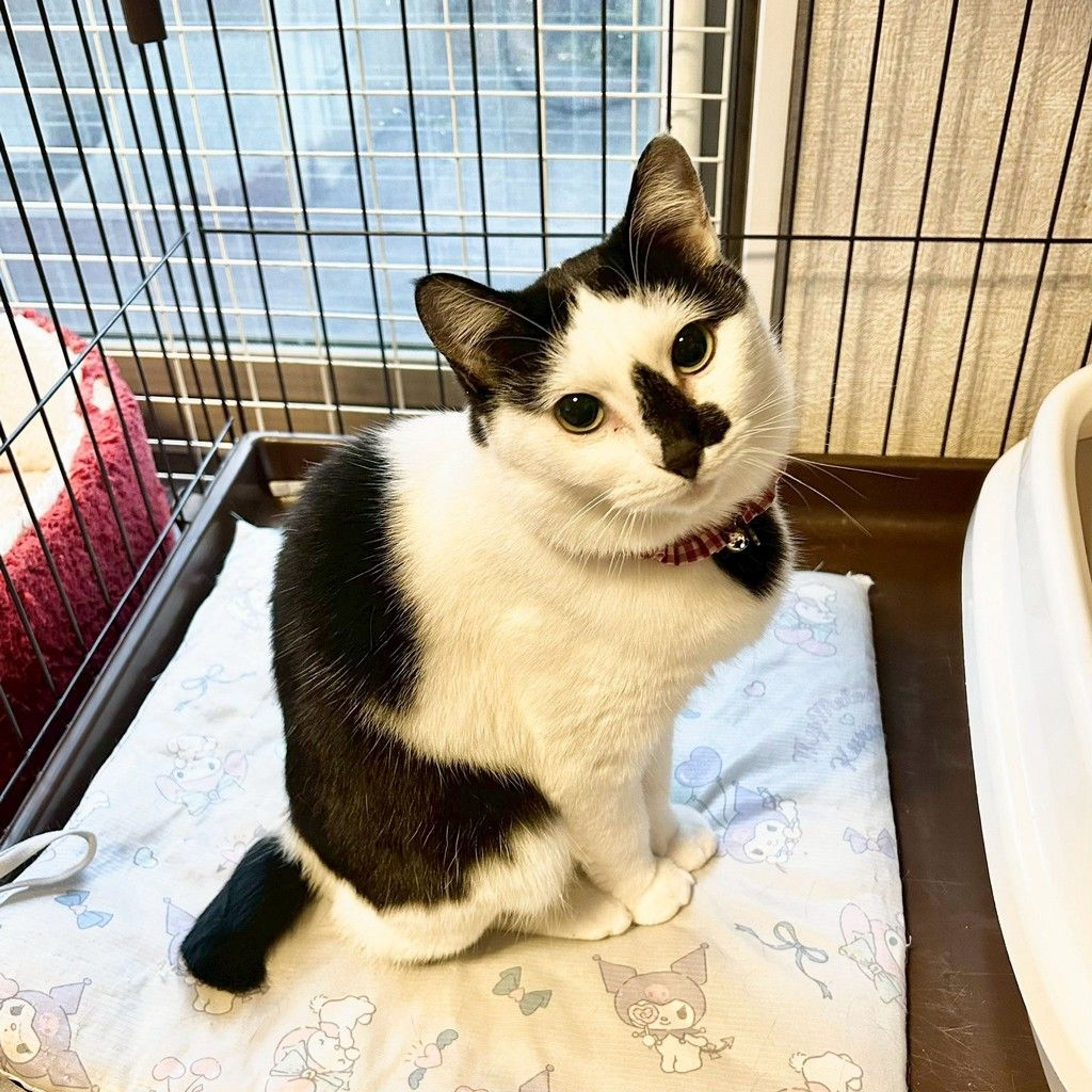 雑種（ミックス猫）・メスの里親募集の写真