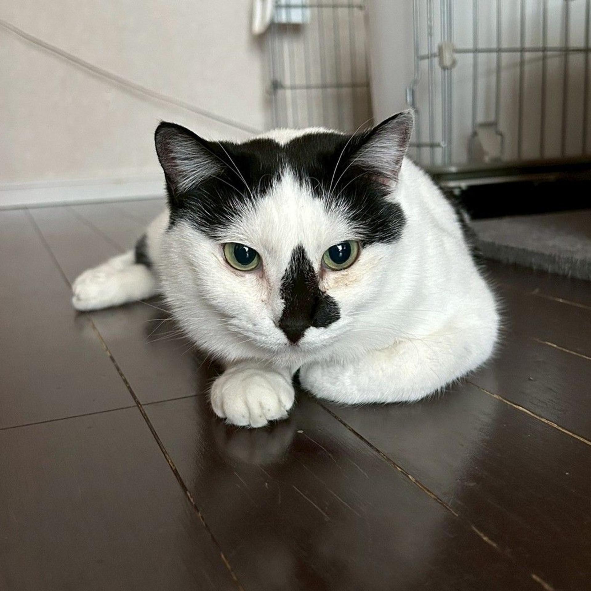 pet-image-3