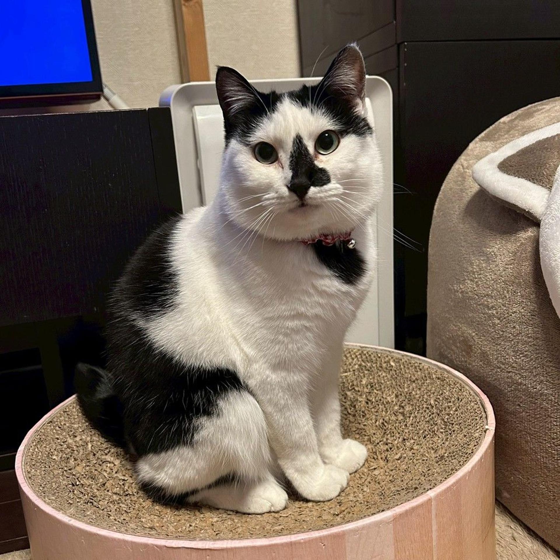 pet-image-4