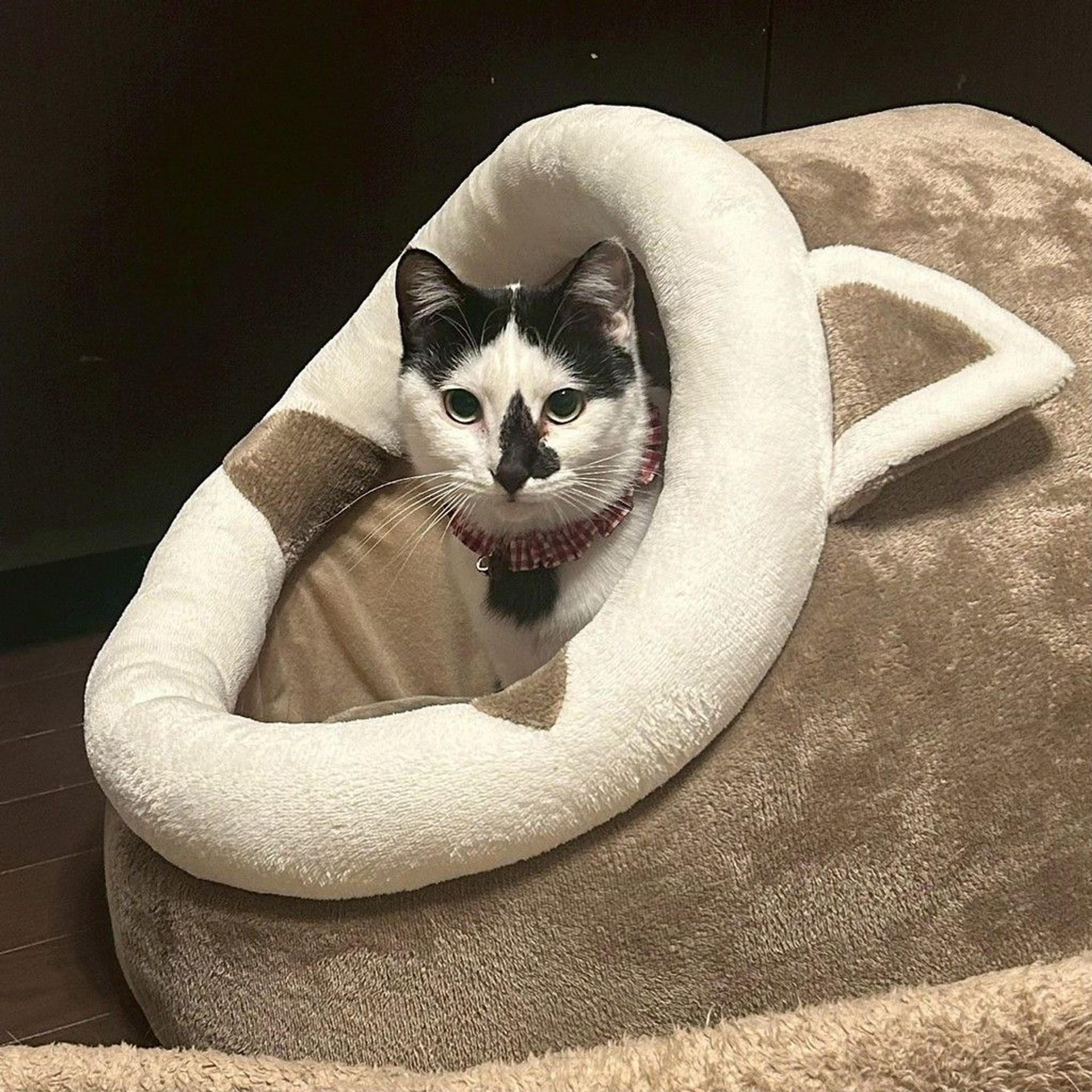 pet-image-8