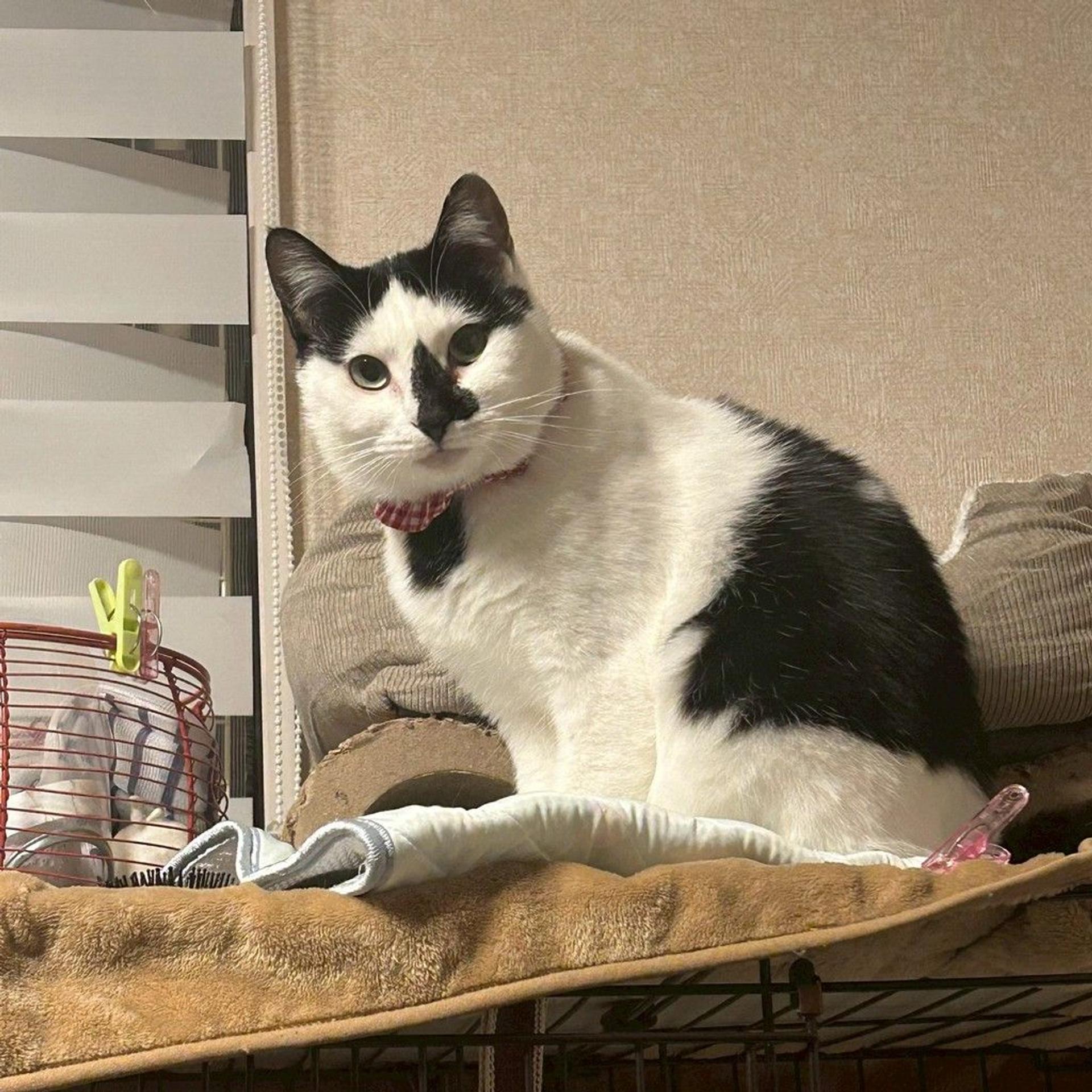 pet-image-9