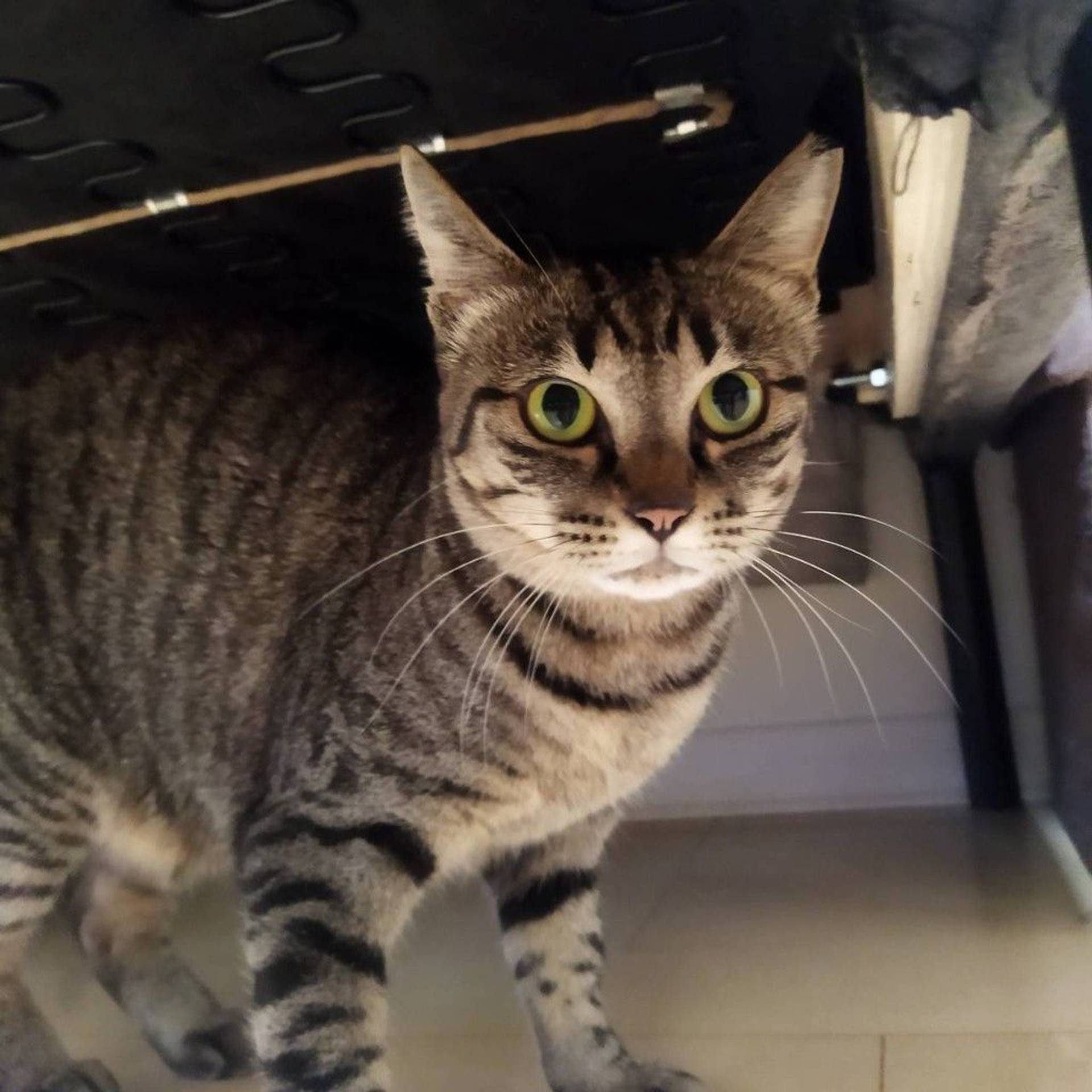 雑種（ミックス猫）・メスの里親募集の写真