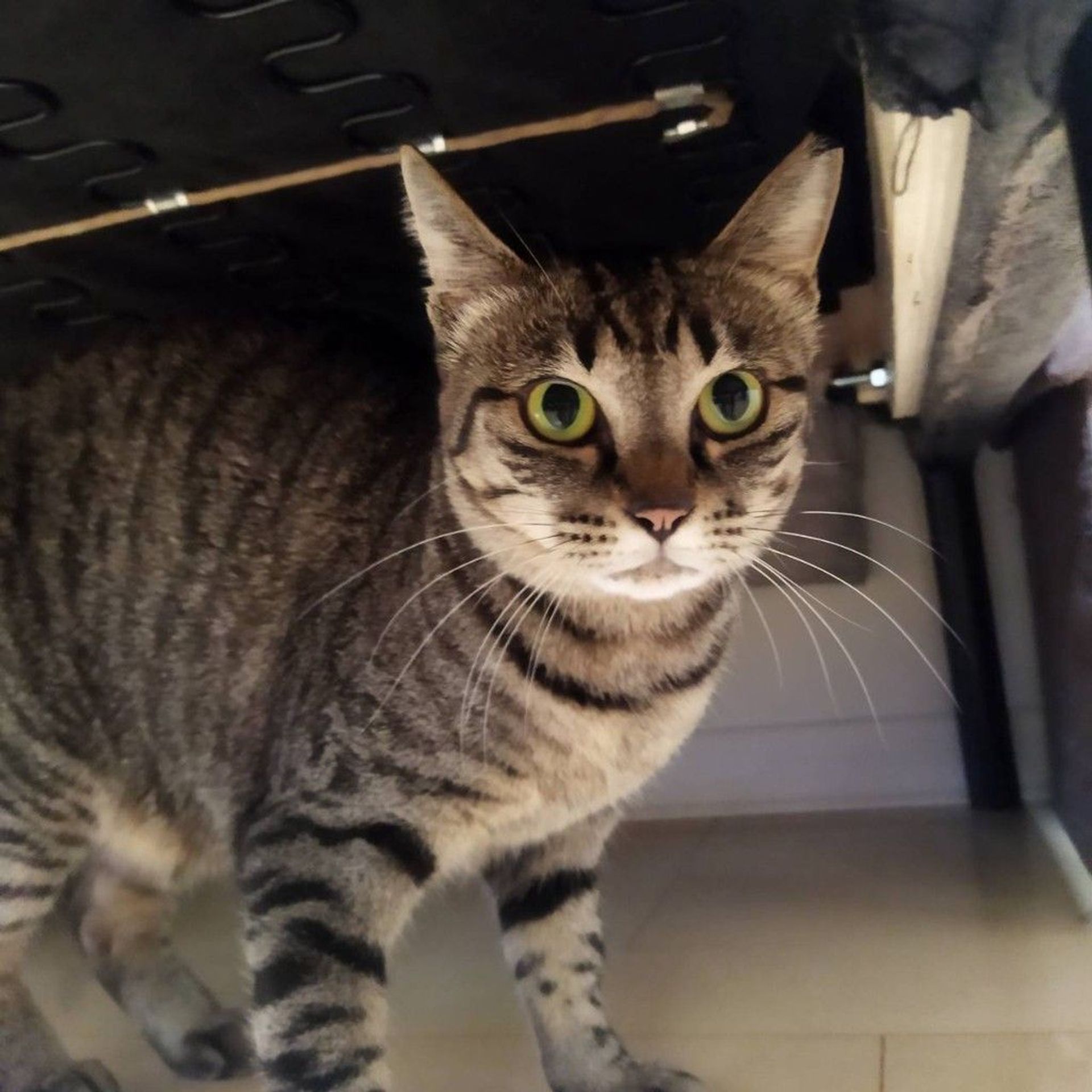 雑種（ミックス猫）・メスの里親募集の写真