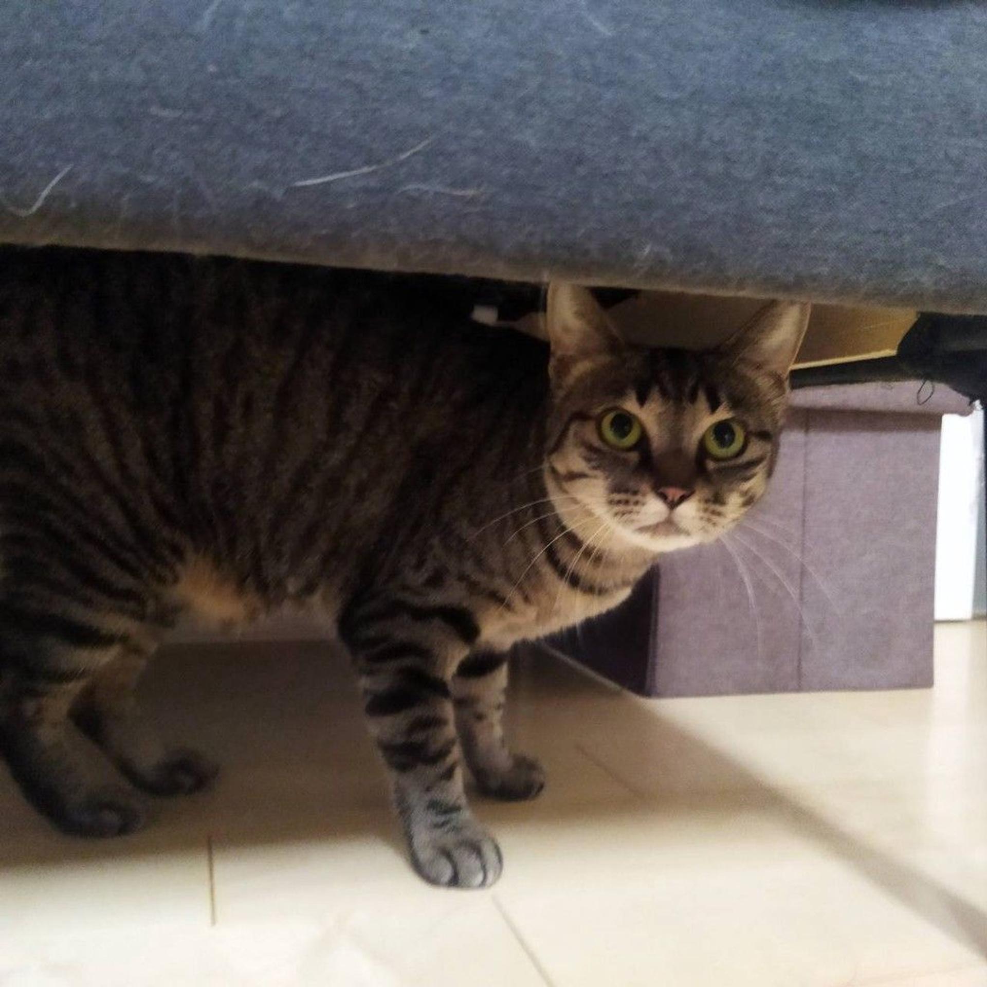 pet-image-4
