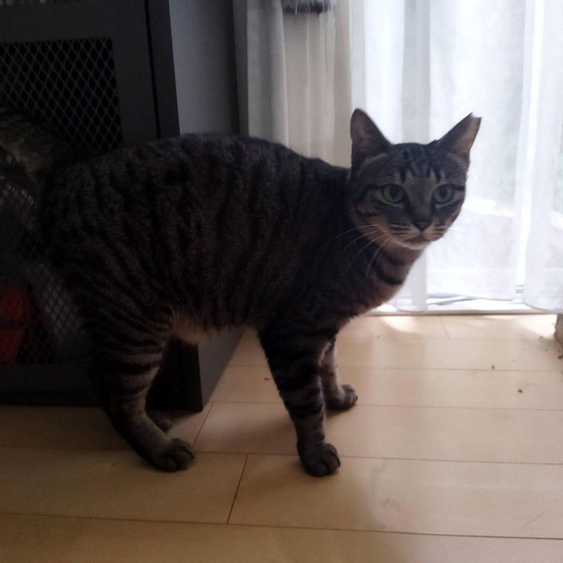 pet-image-5