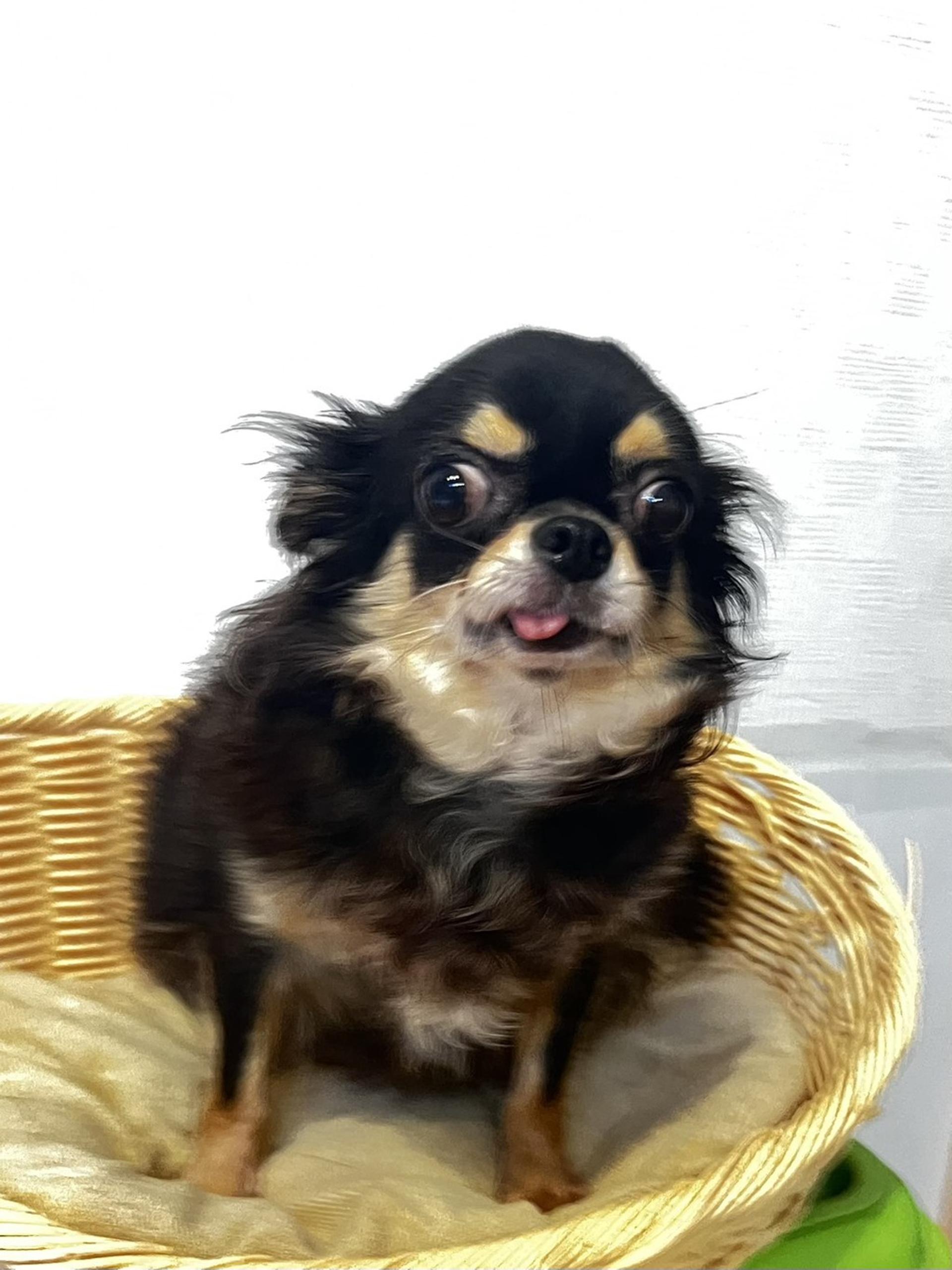 pet-image-3