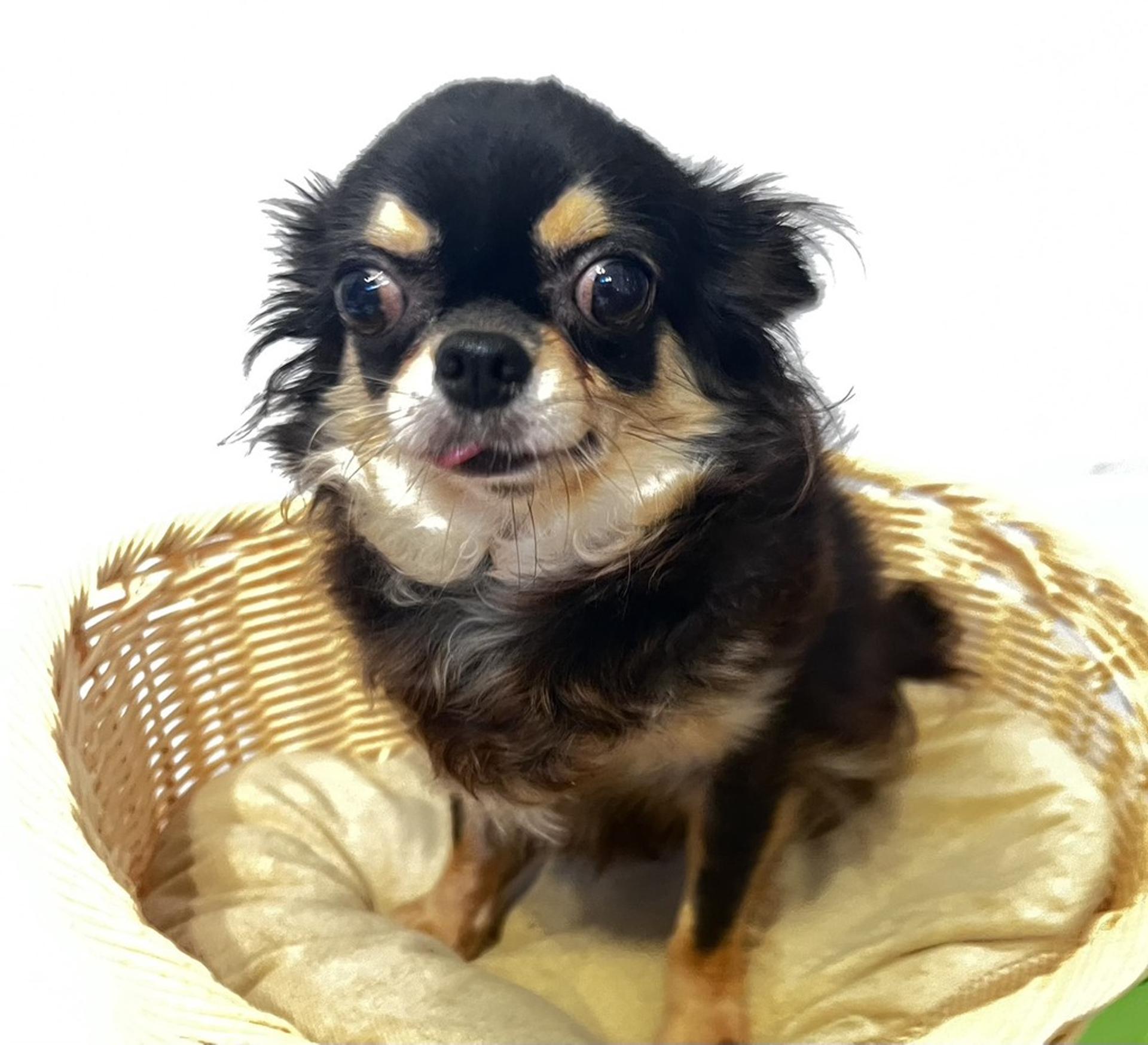 pet-image-2